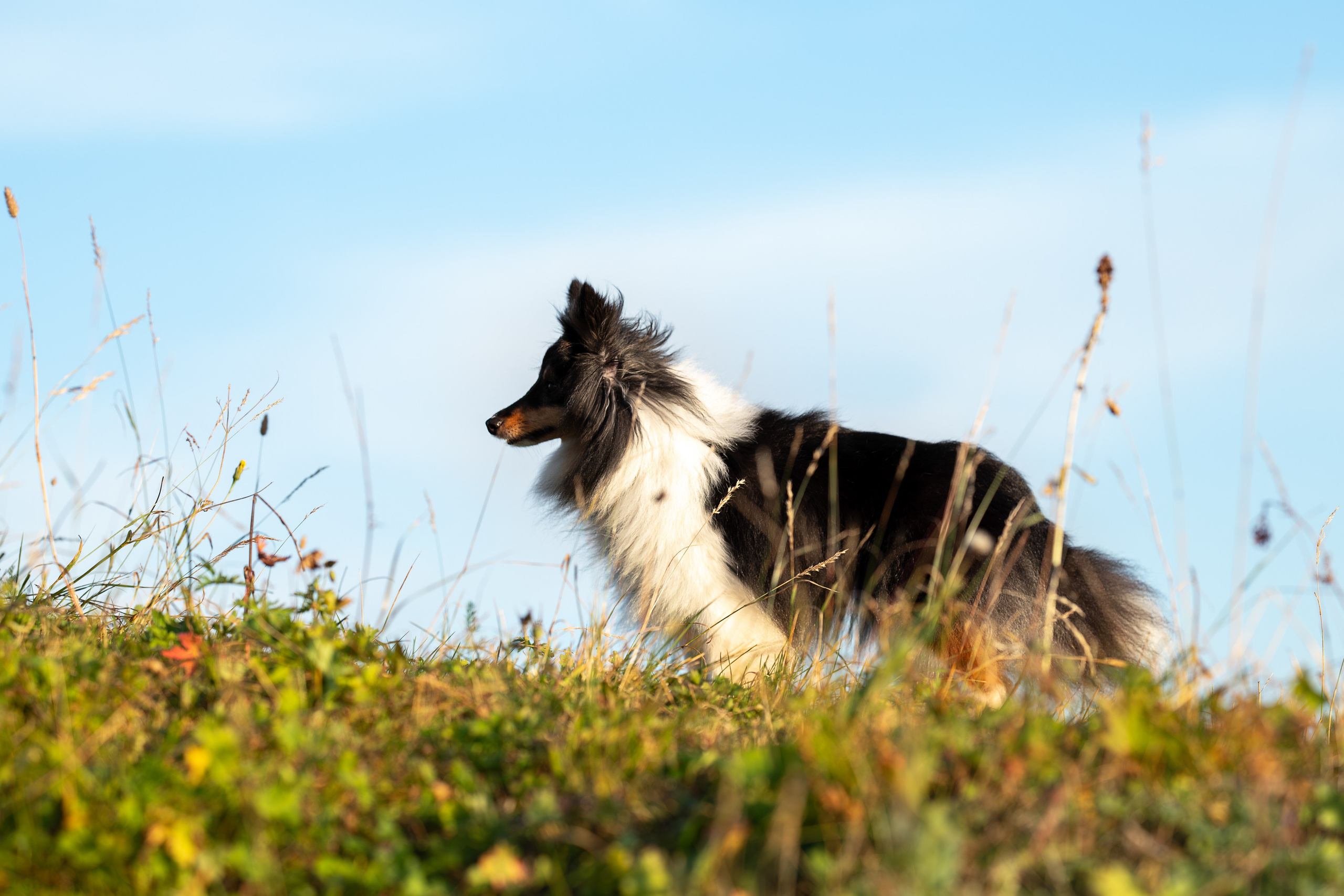 Мята, Шелти. Ирина Голомб|Фотограф-анималист в  Сочи и Калининграде