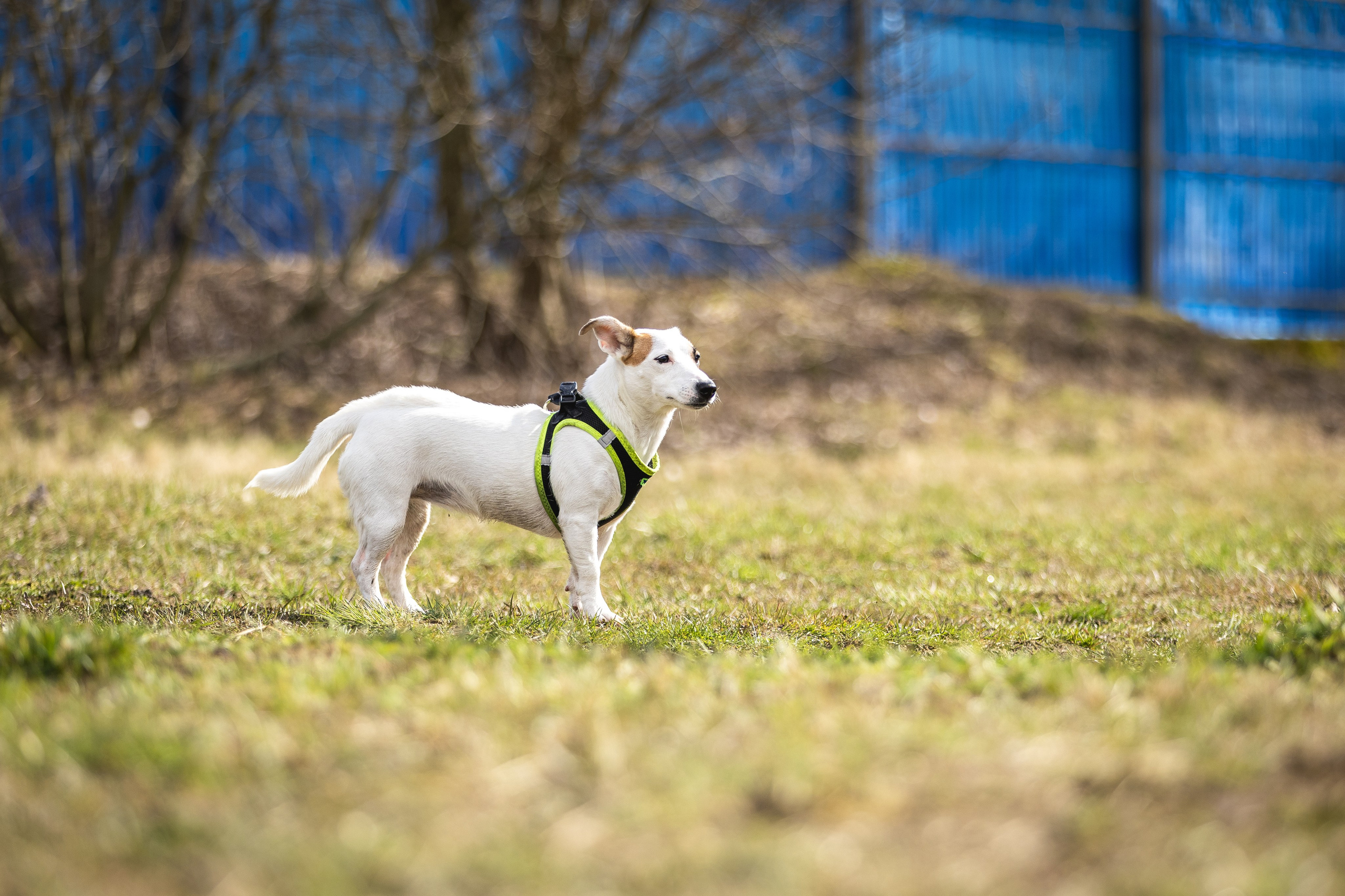 Догтуса 24.03.2024. Ирина Голомб|Фотограф-анималист в  Сочи и Калининграде