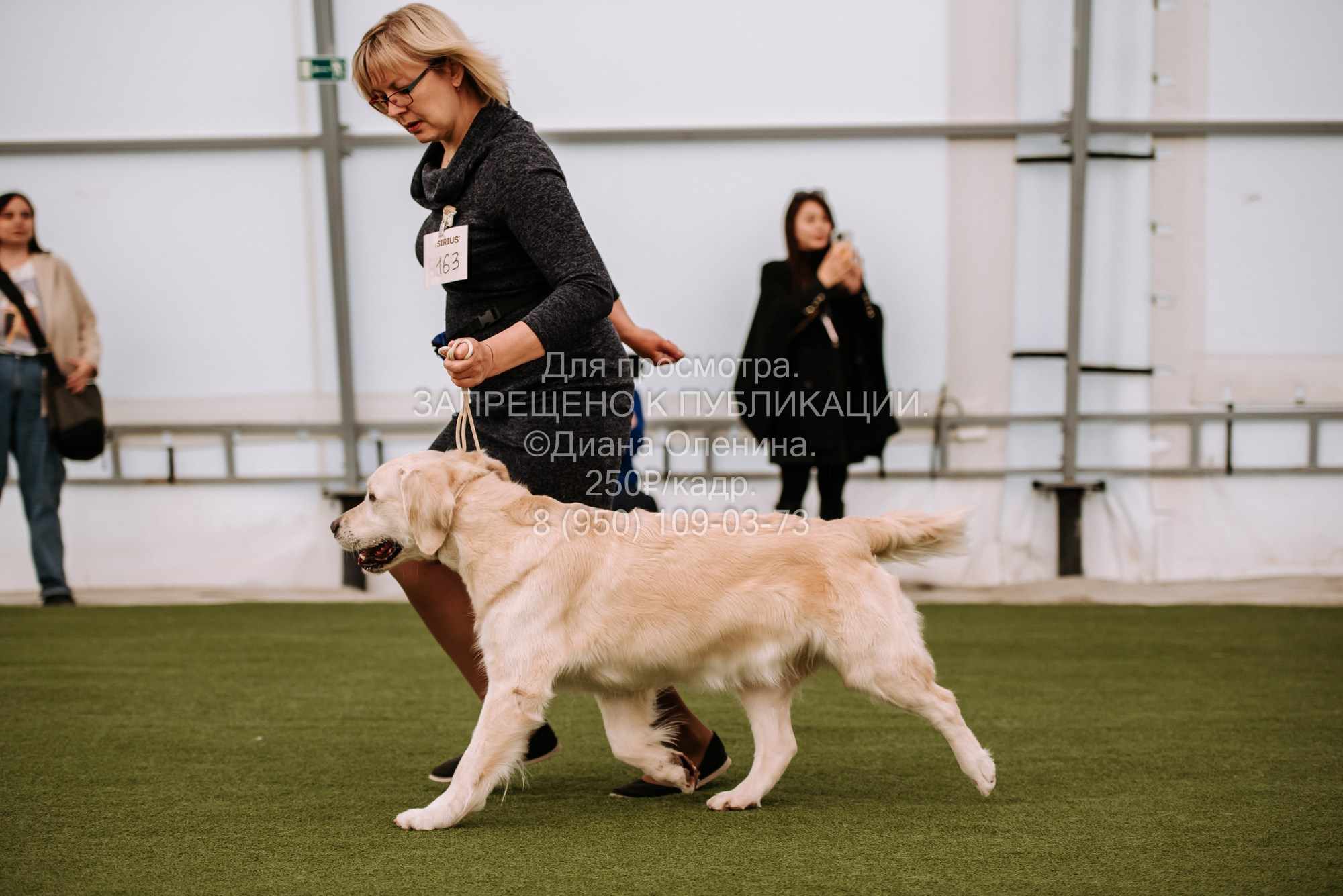 Выставка собак Красноярск 2.06. Фотограф Диана Оленина Красноярск / Братск