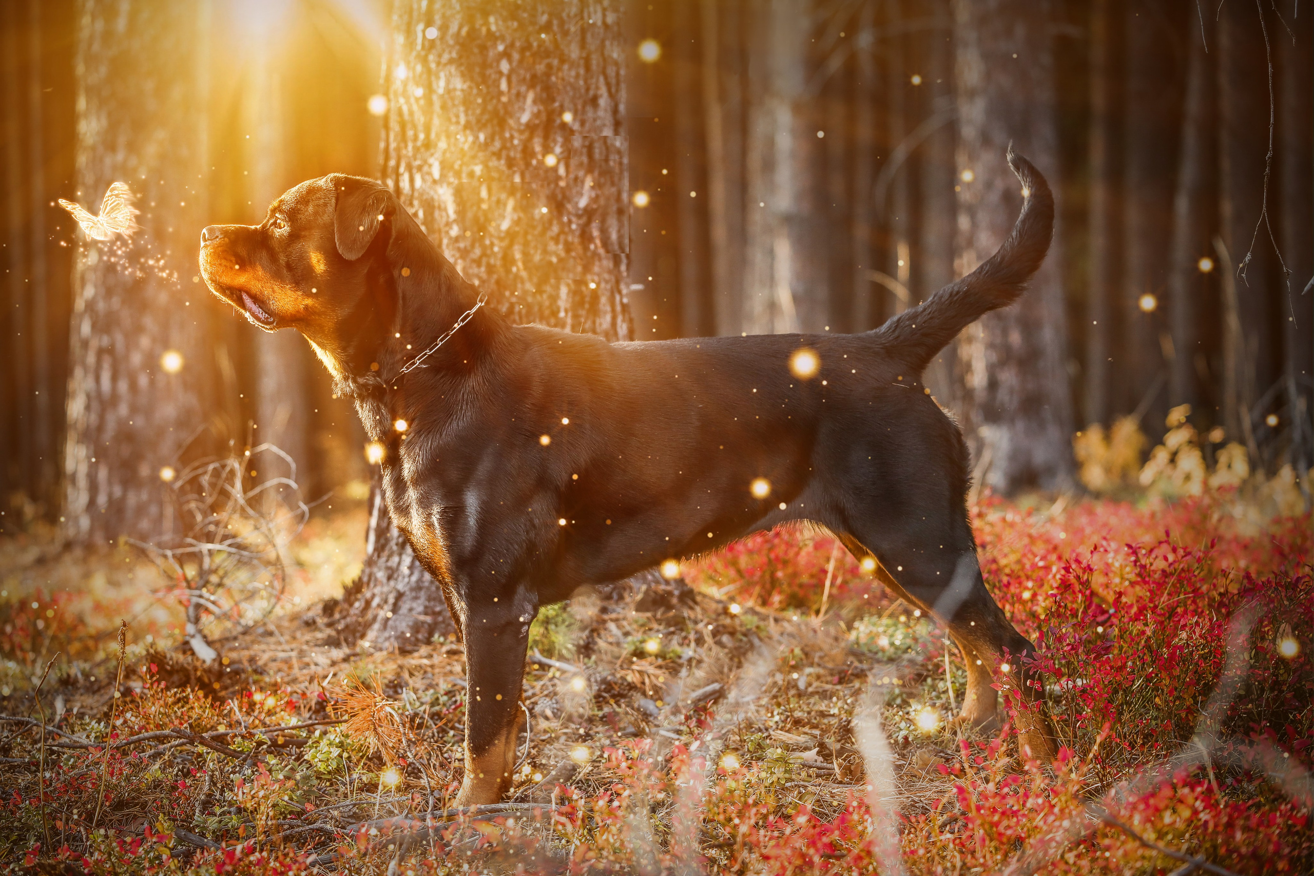 Животные. Авторские туры с профессиональным фотографом