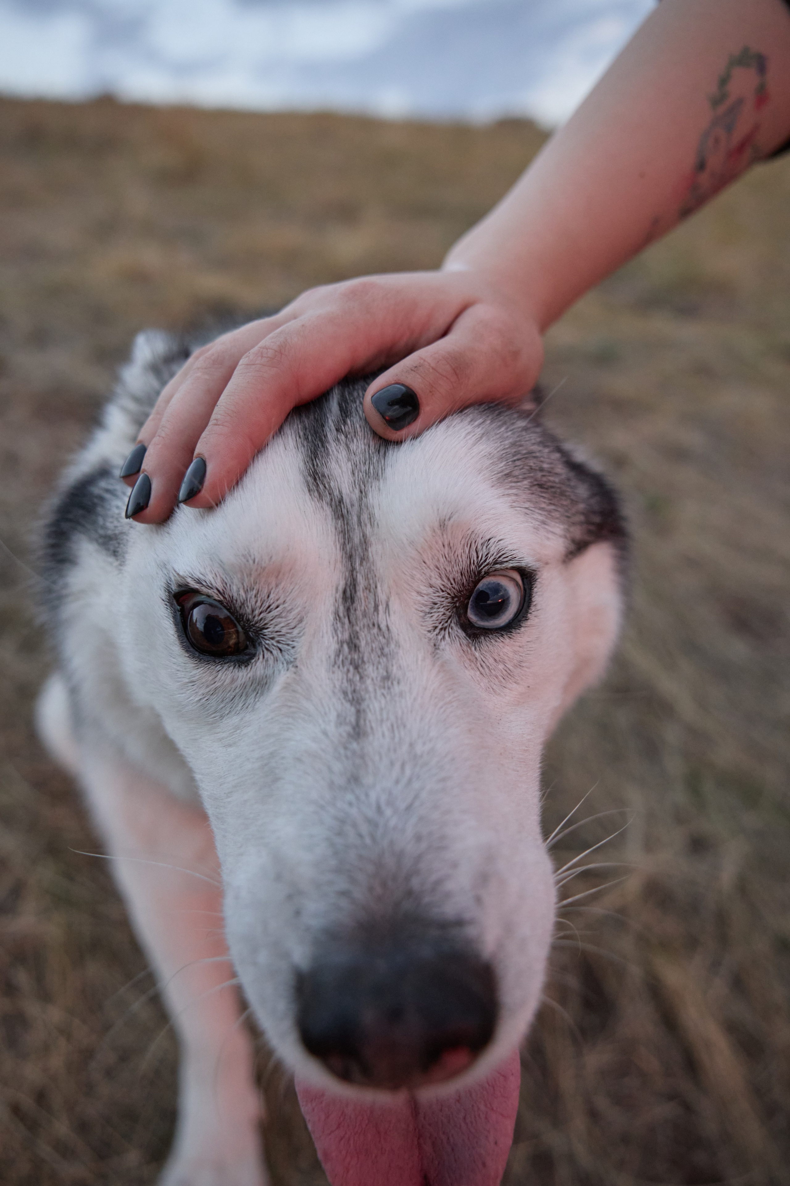 Аделя и ее хвостики. Фотограф анималист в Казани Алина Сулейманова. Фотограф животных
