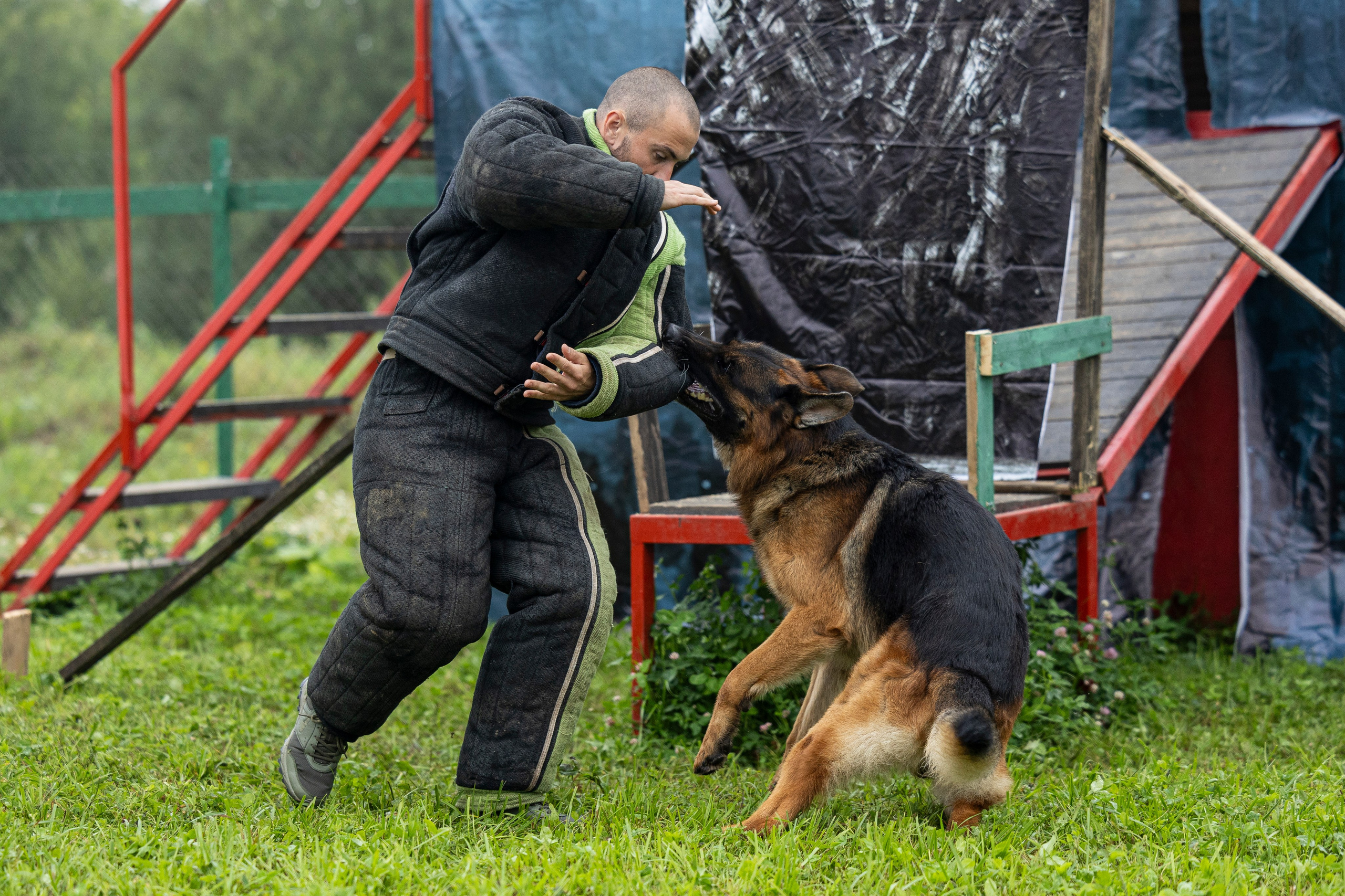 Соревнования по Мондьорингу г. Вологда 10-11.08.2024. Фотограф-анималист Анна Маринич