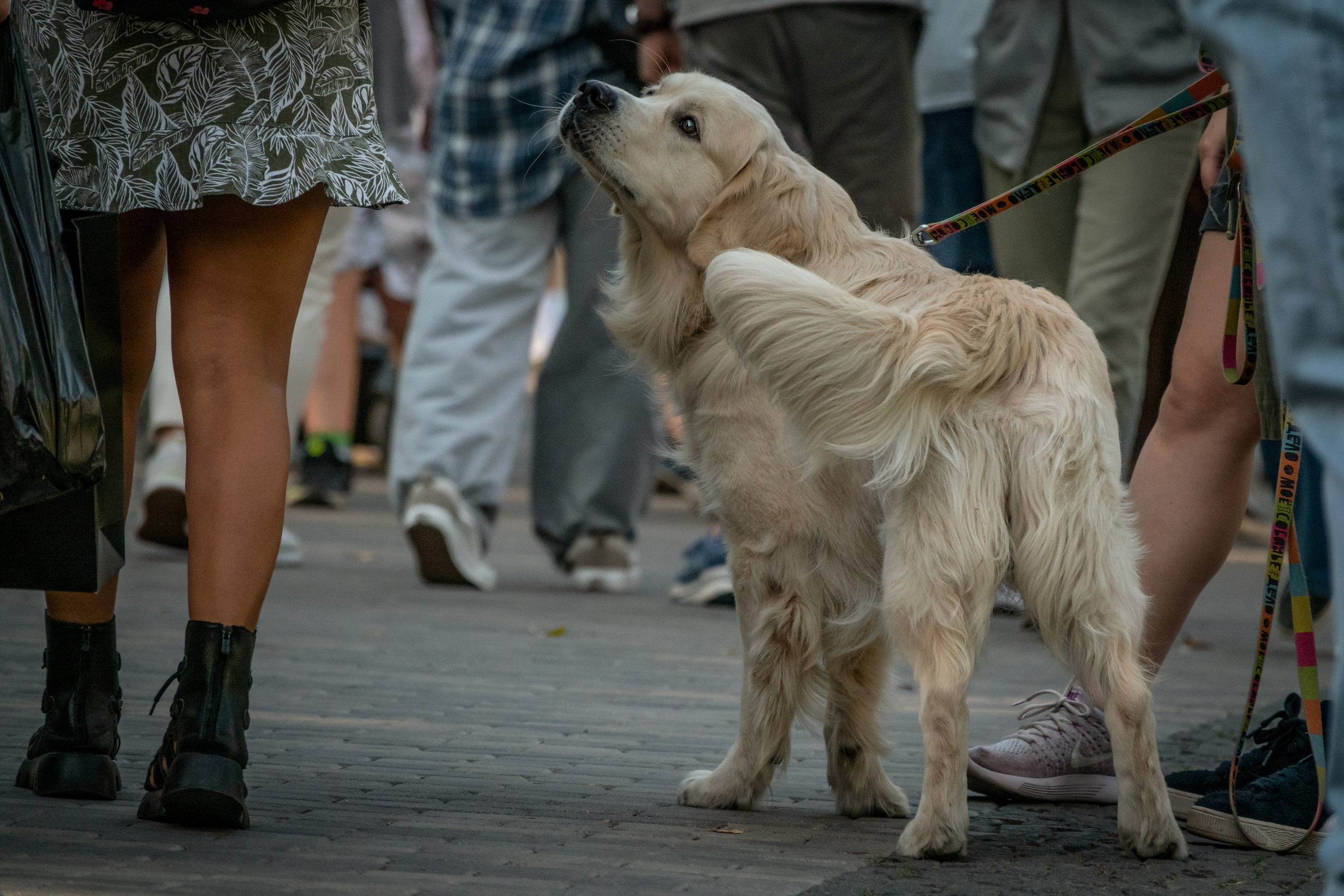 Petshop Days 2024. Фотограф-анималист в Москве Юлия Лайхо