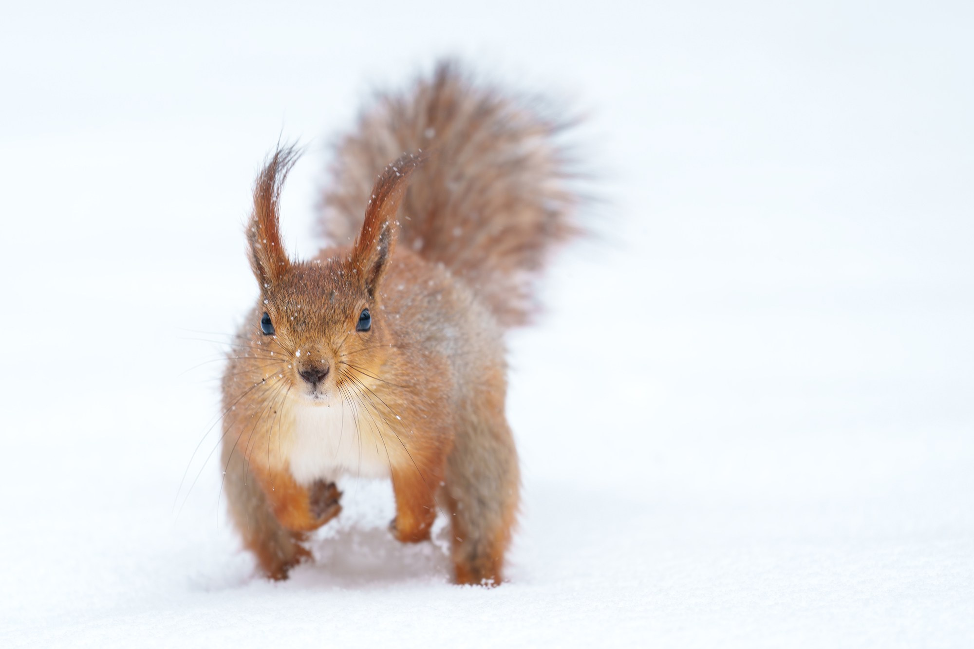 Животные. Ваш личный фотограф Марина Волкова