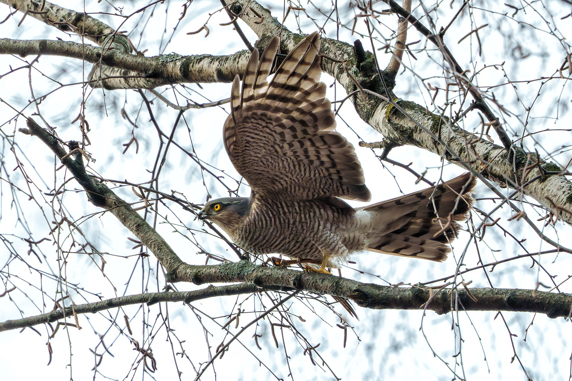 Удивительные мир птиц. Вокруг нас столько прекрасного — присмотритесь!. Ваш личный фотограф Марина Волкова