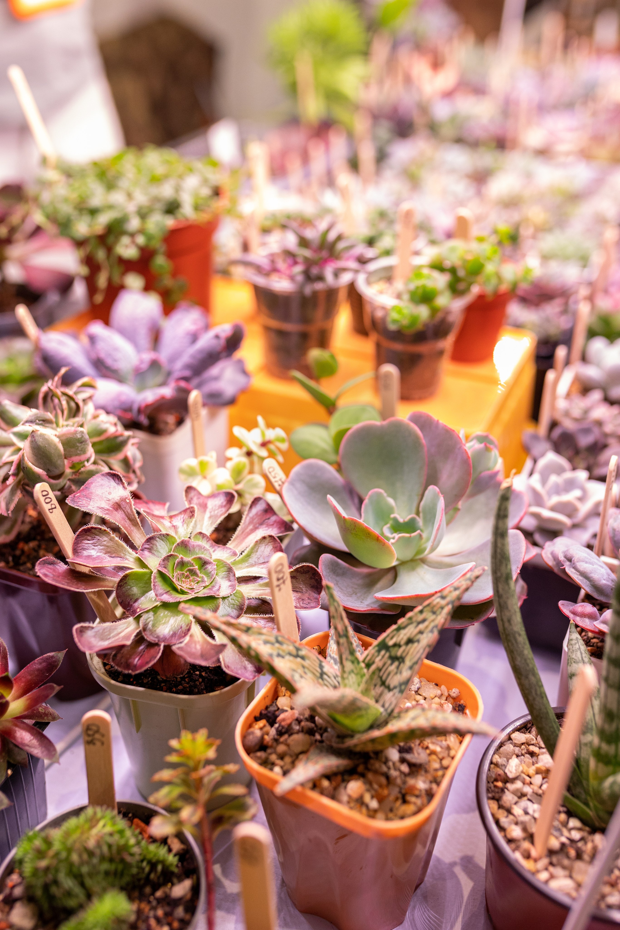 Meza market 2024. Александра Куликова фотограф, Москва