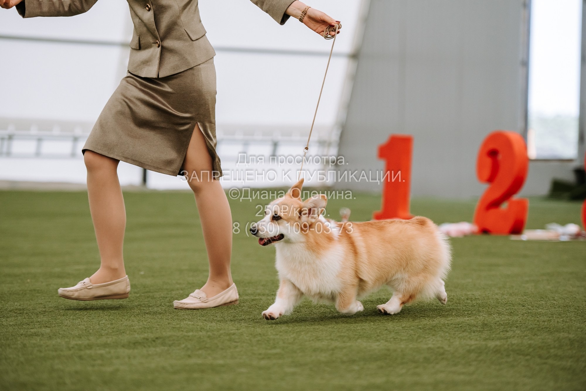 Выставка собак Красноярск 2.06. Фотограф Диана Оленина Красноярск / Братск