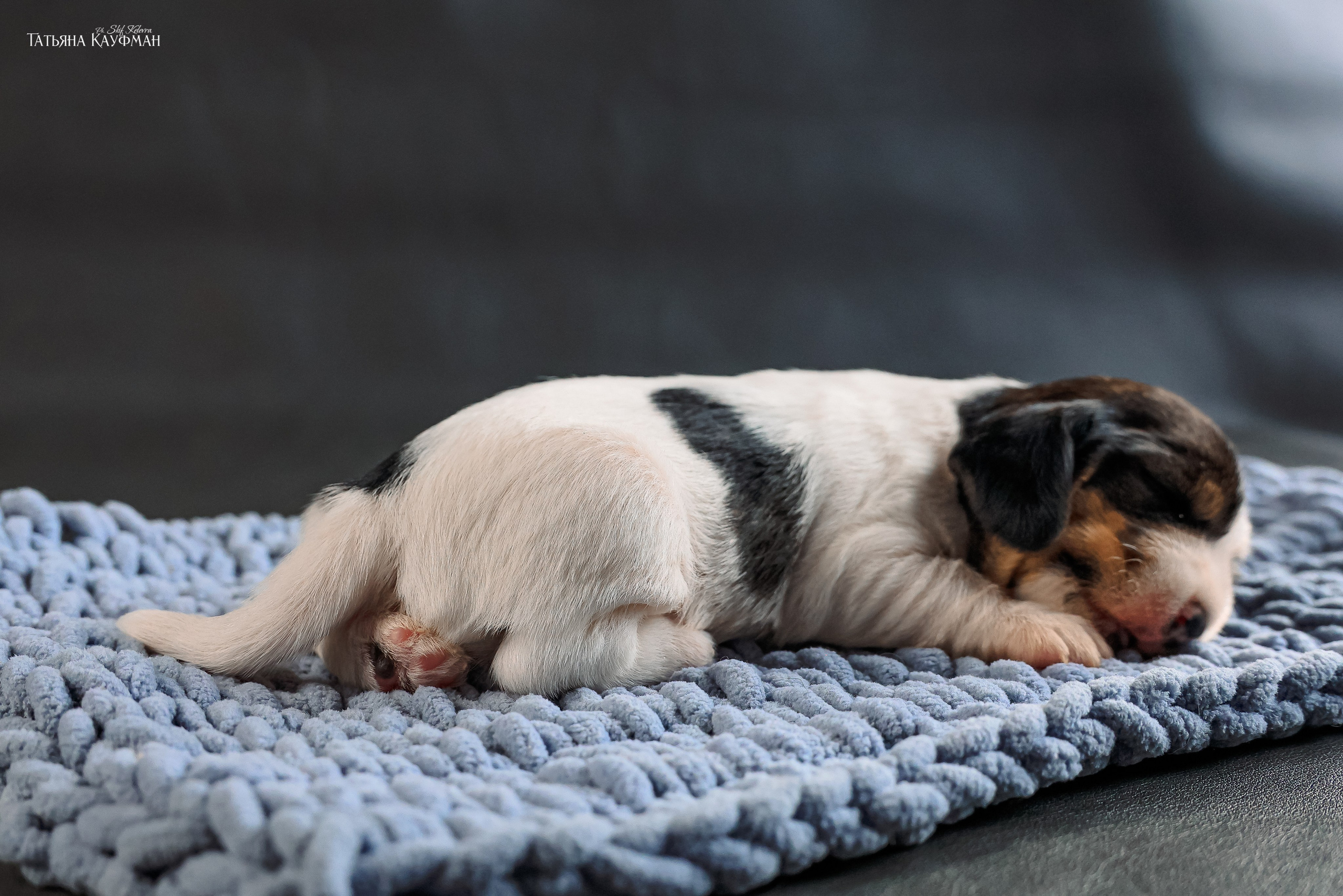 Малые вандейские бассет гриффоны. PVBG. Petit vandeen basset griffon, щенки в новосибирске. Питомник White Rivendel