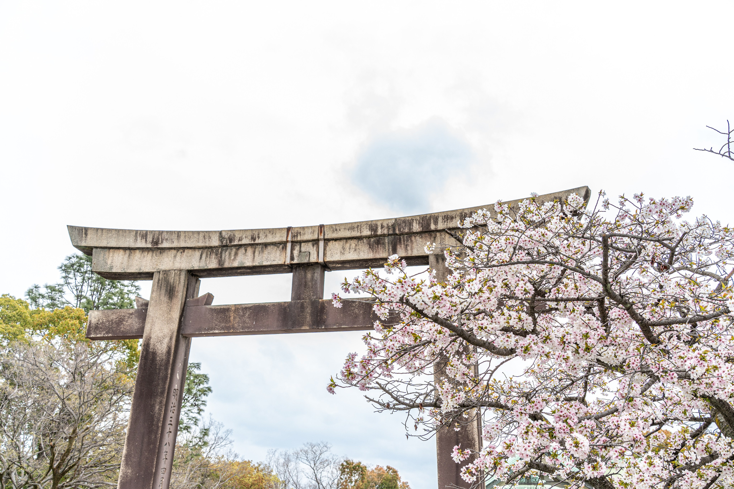 Япония, сакура. Творческие сьемки