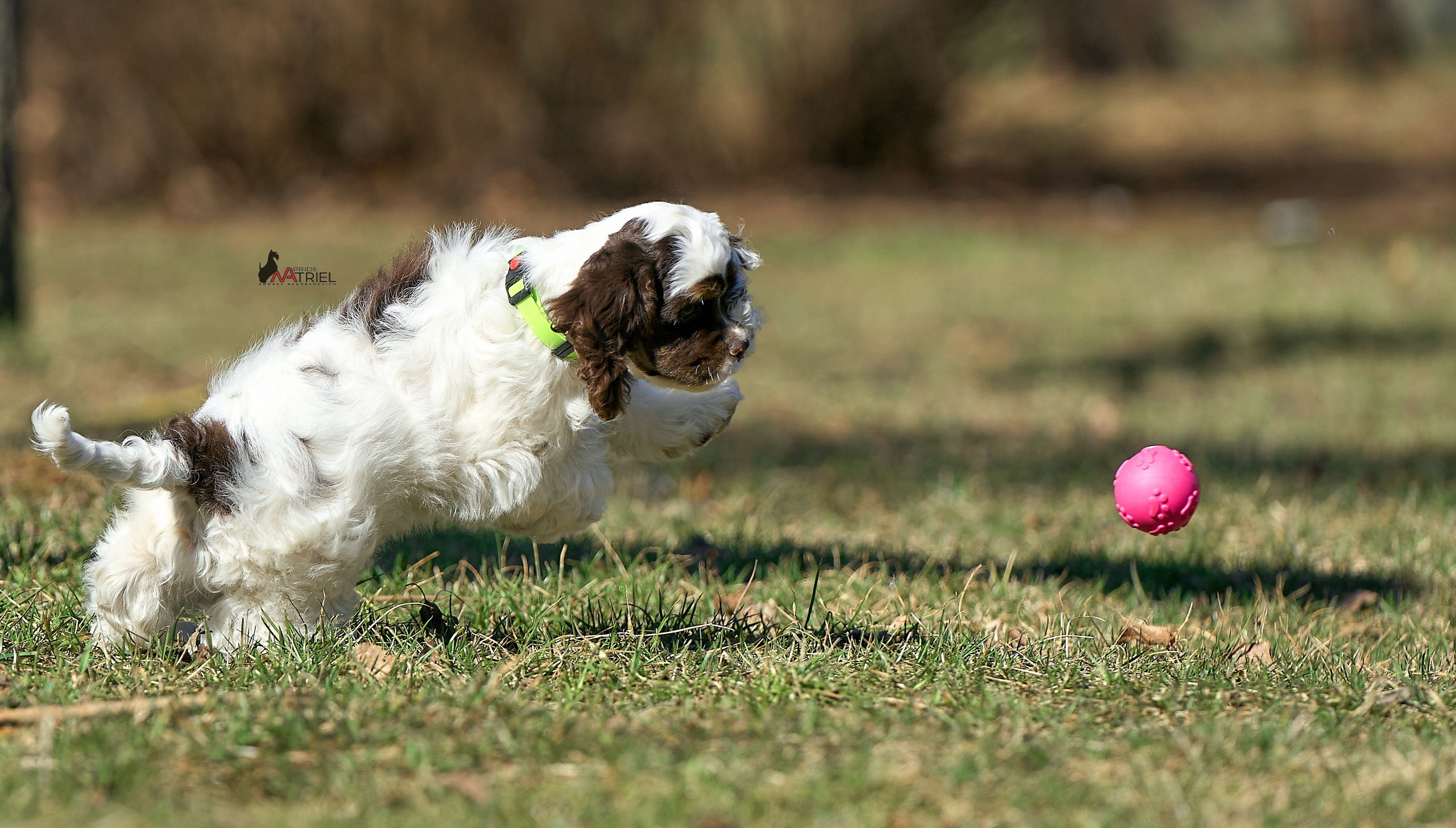 Прогулка со щенком