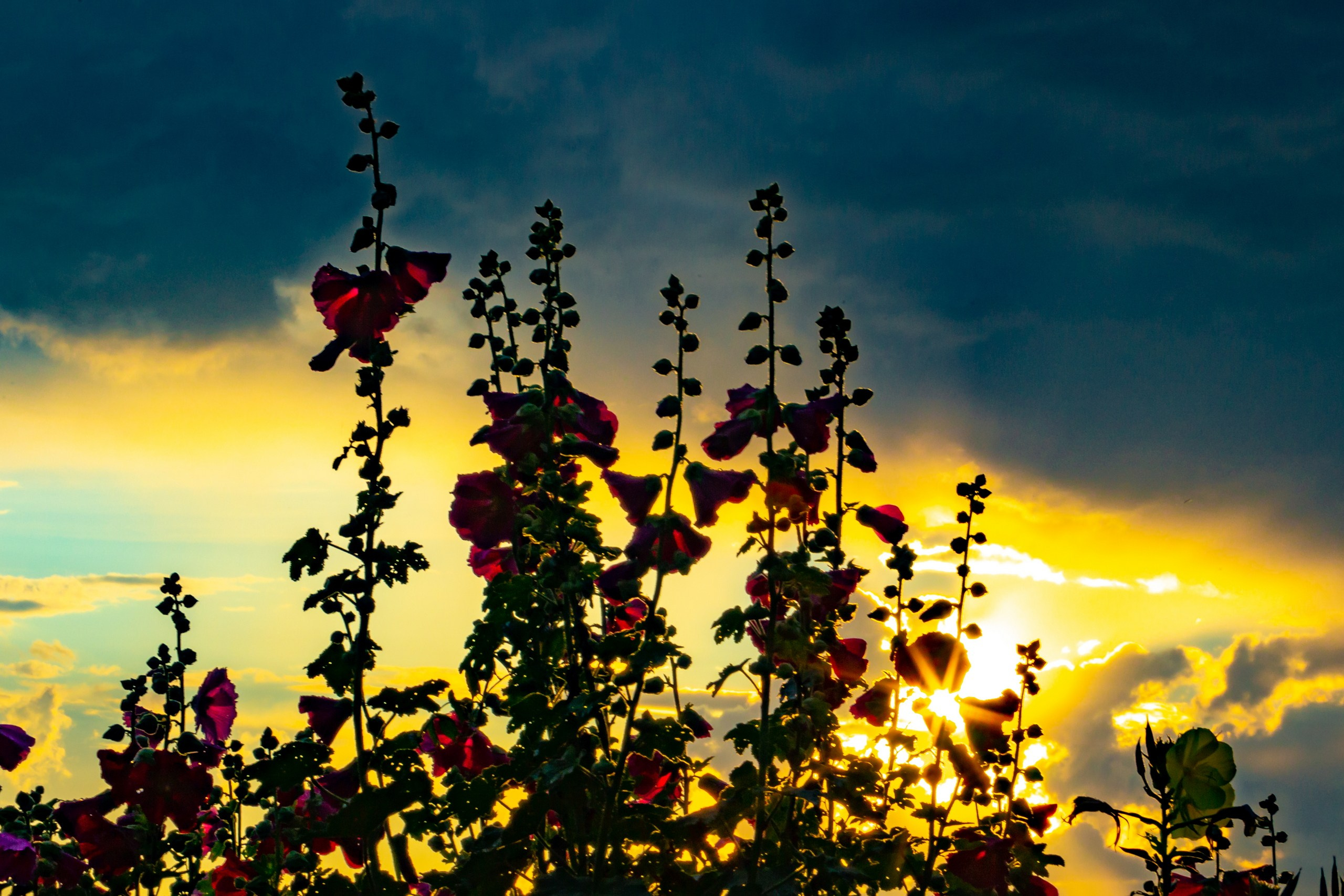 Лютики-цветочки — галерея NATRIEL