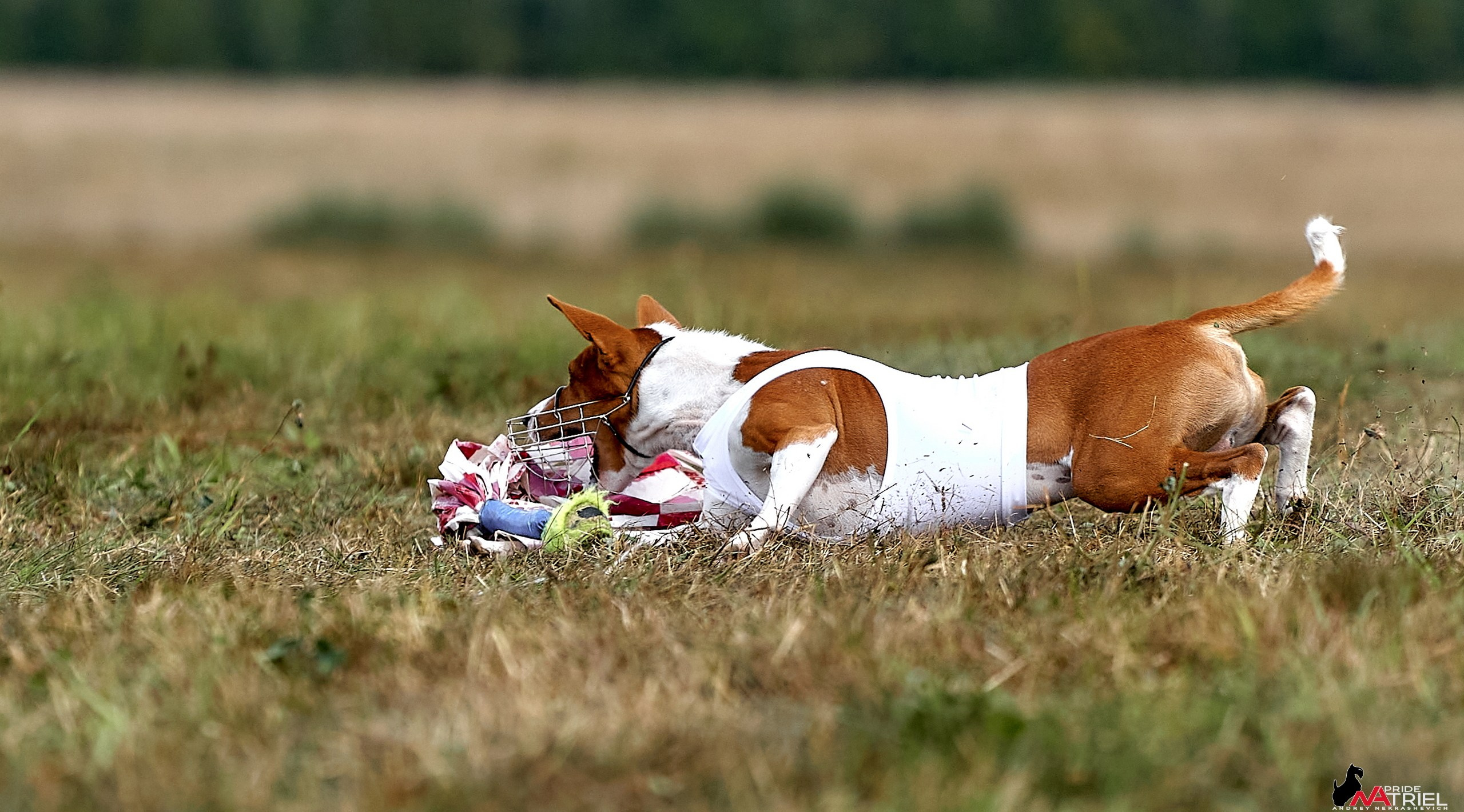 Съемка курсинг — галерея NATRIEL