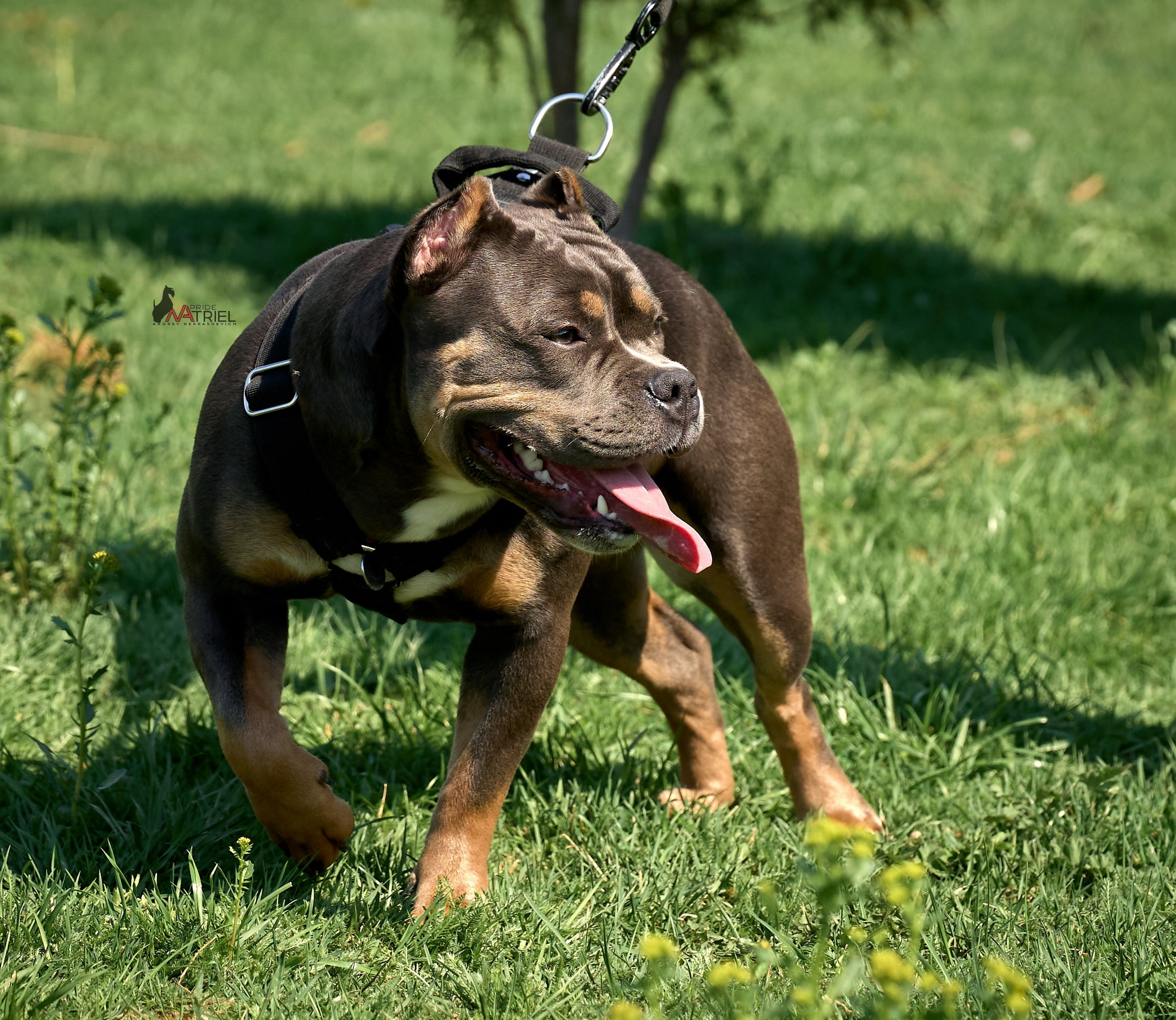 Среднеазиаты — щенки и взрослые