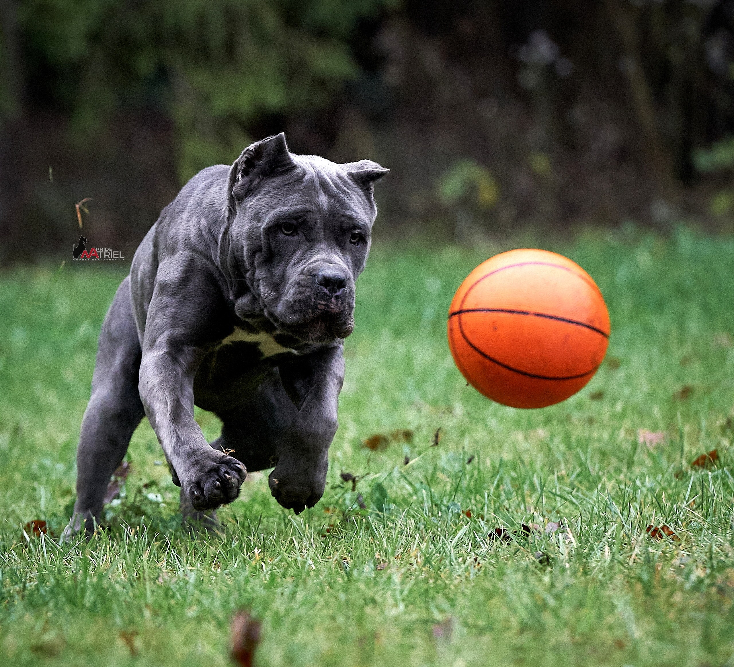 Прогулка в движении — галерея NATRIEL
