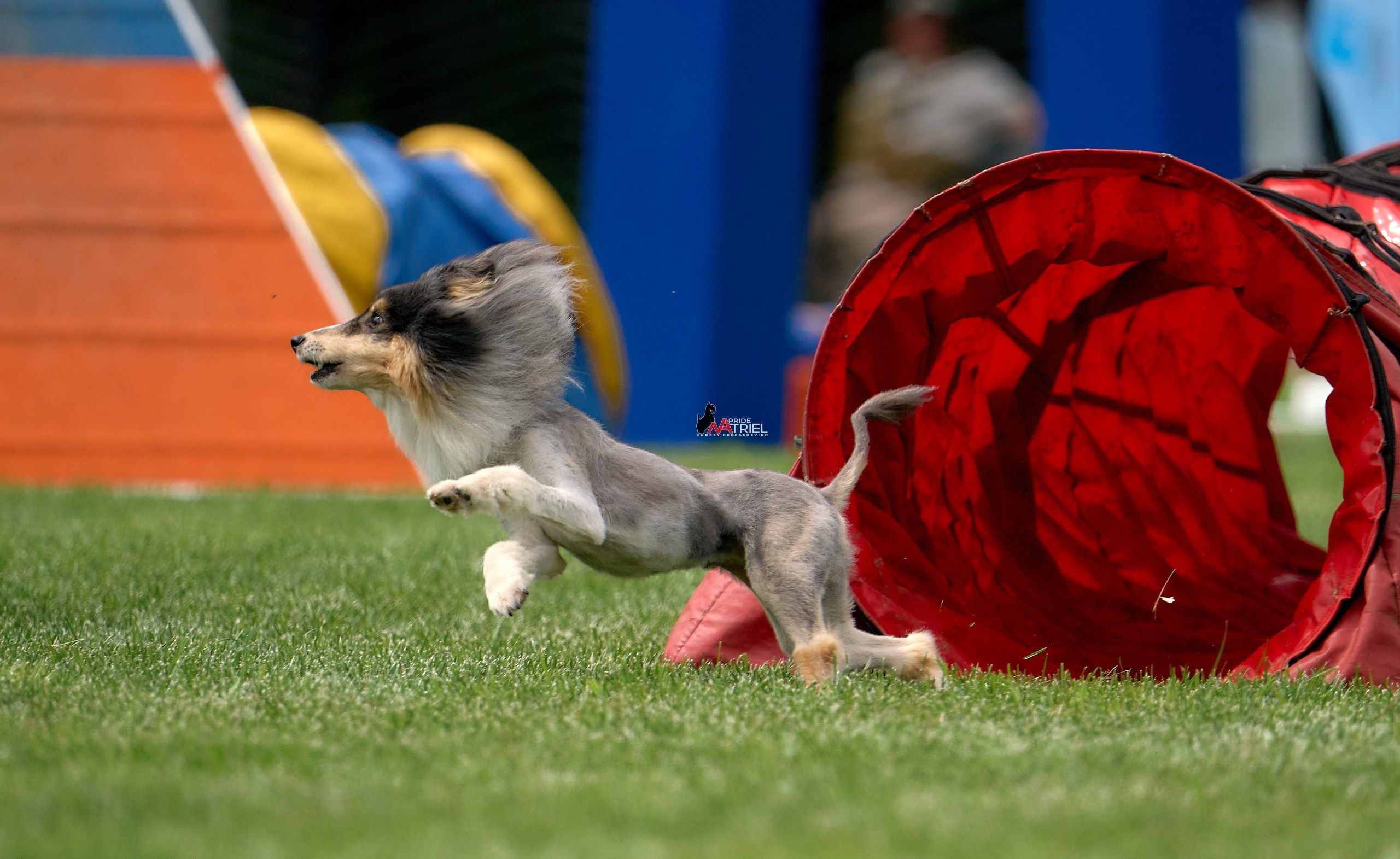 Аджилити — галерея NATRIEL