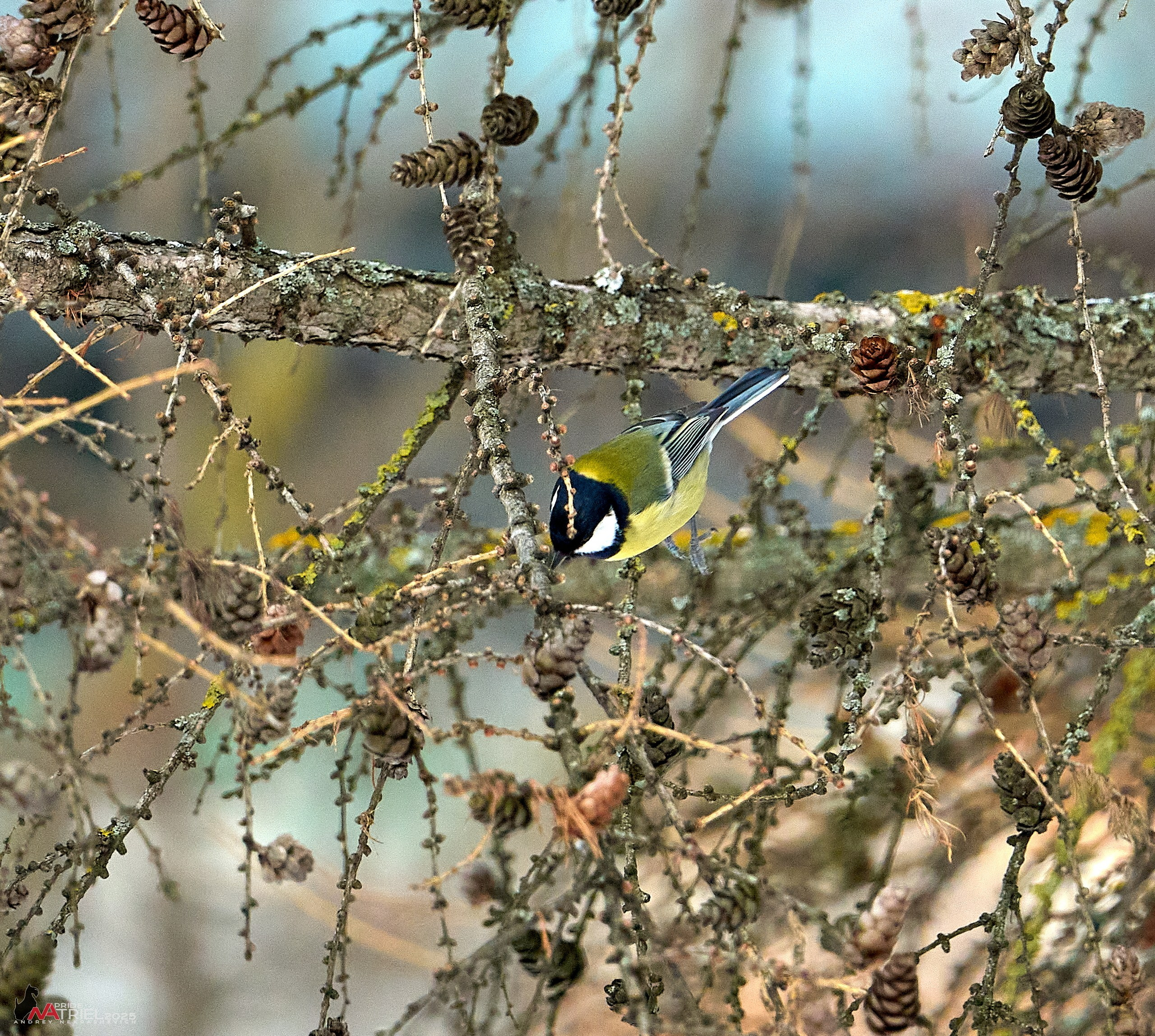 Фотопрогулка с птицами
