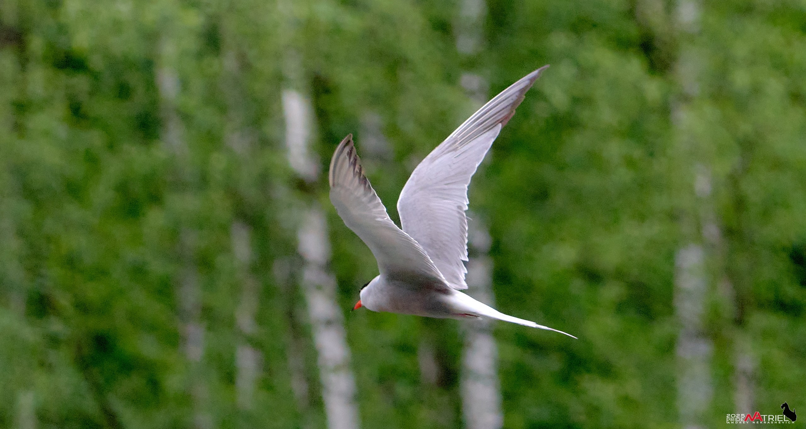 Съемка в парке на воде
