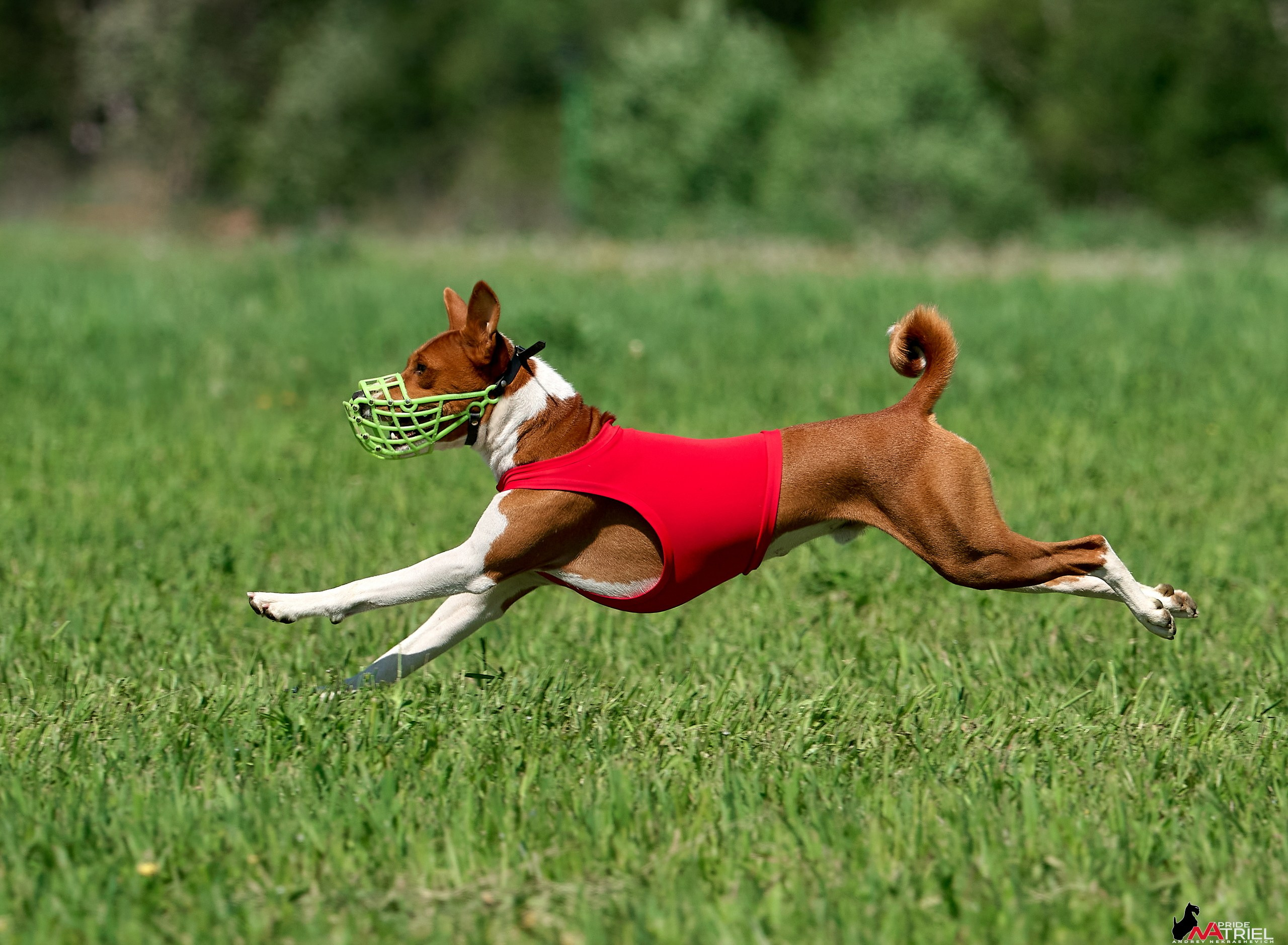 Съемка курсинг — галерея NATRIEL