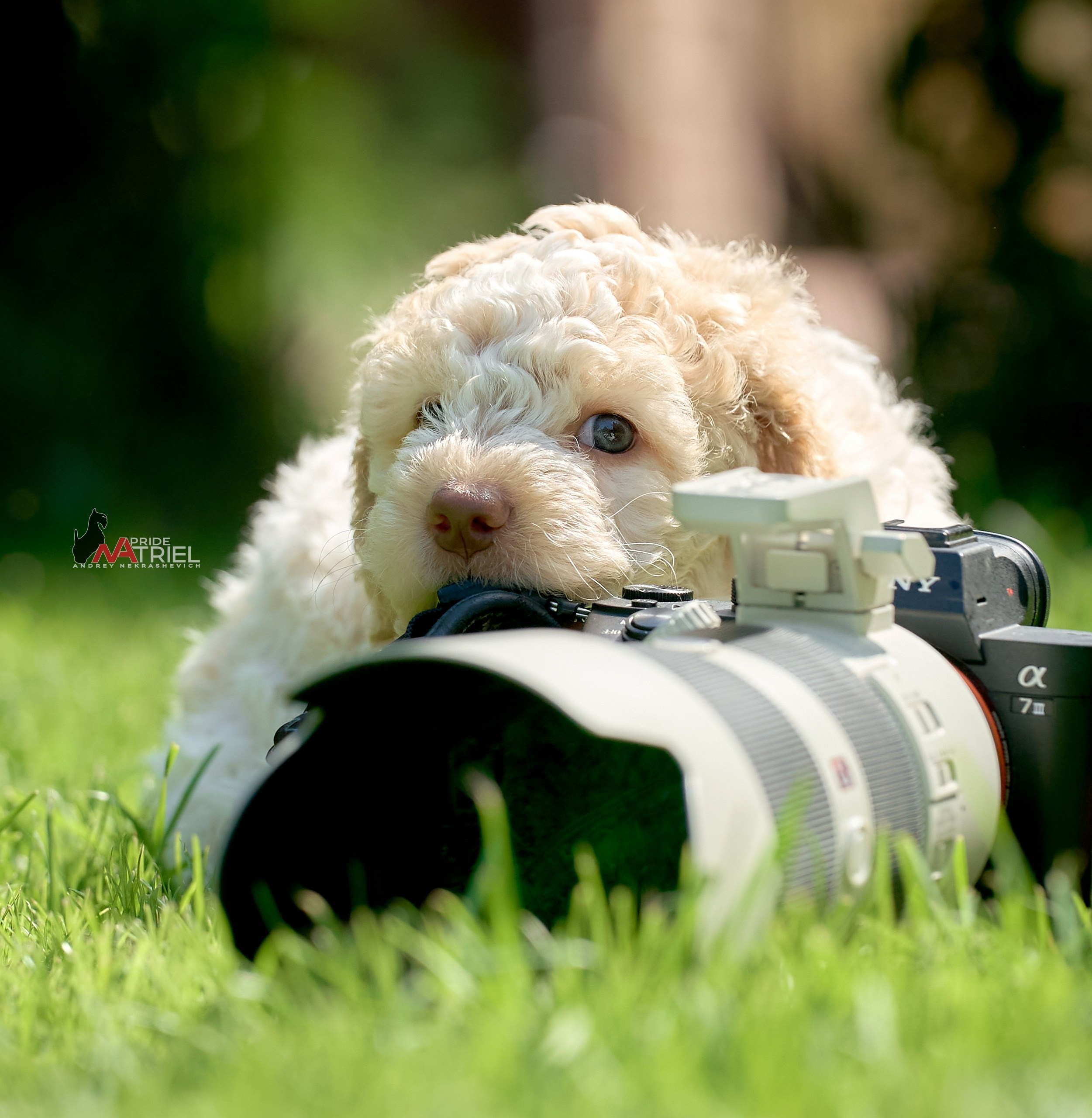Щенки на прогулке — галерея NATRIEL