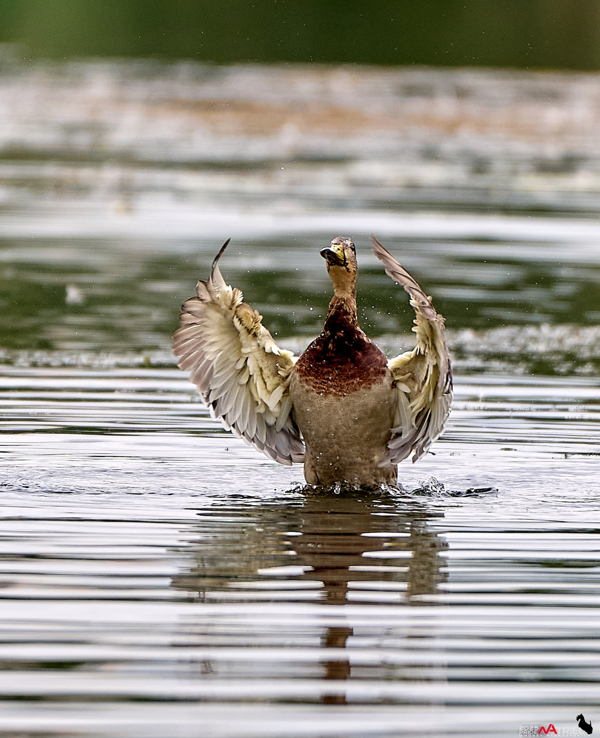 Утки на пруду