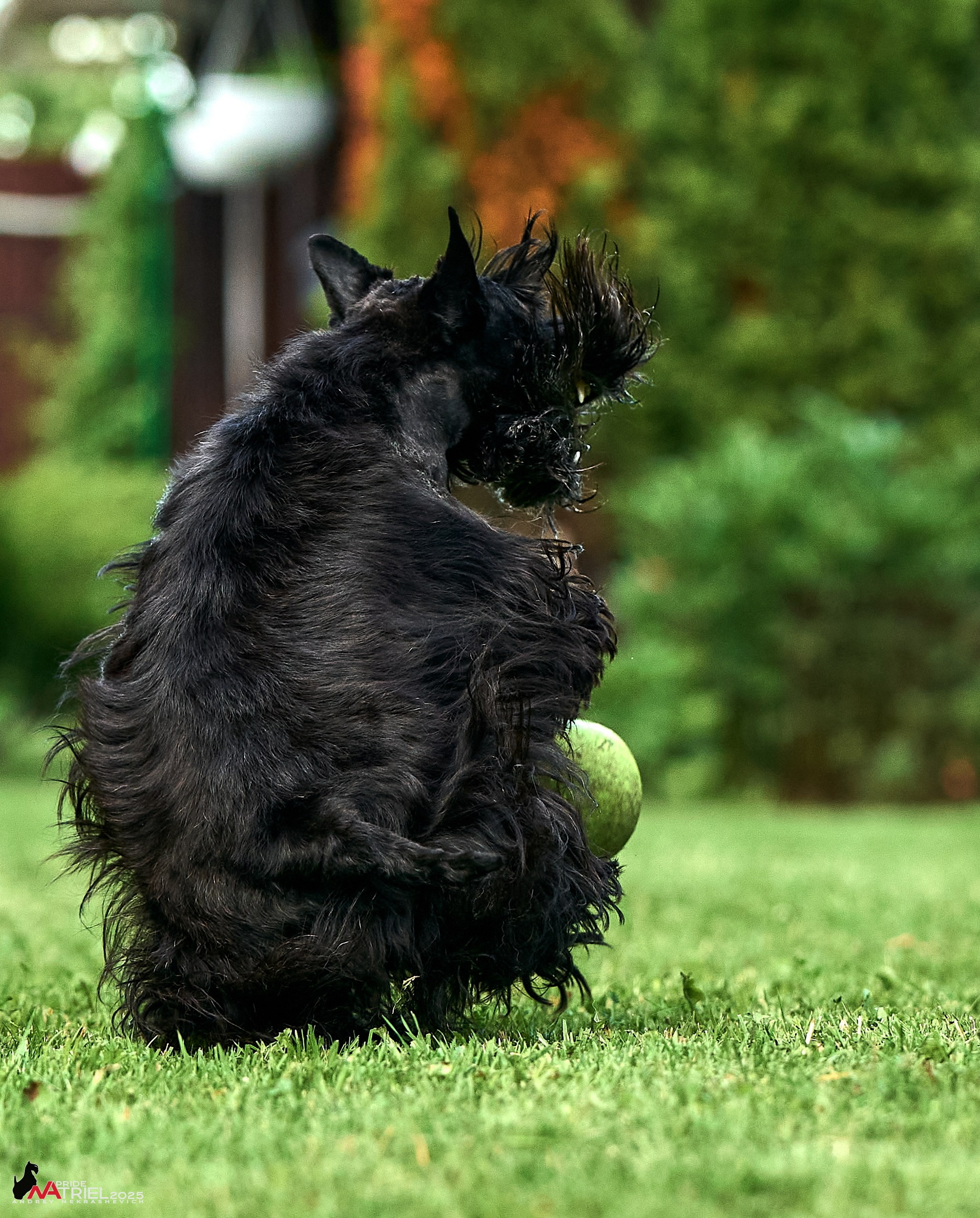 Алабаи и скотч-терьеры в питомнике у Ольги