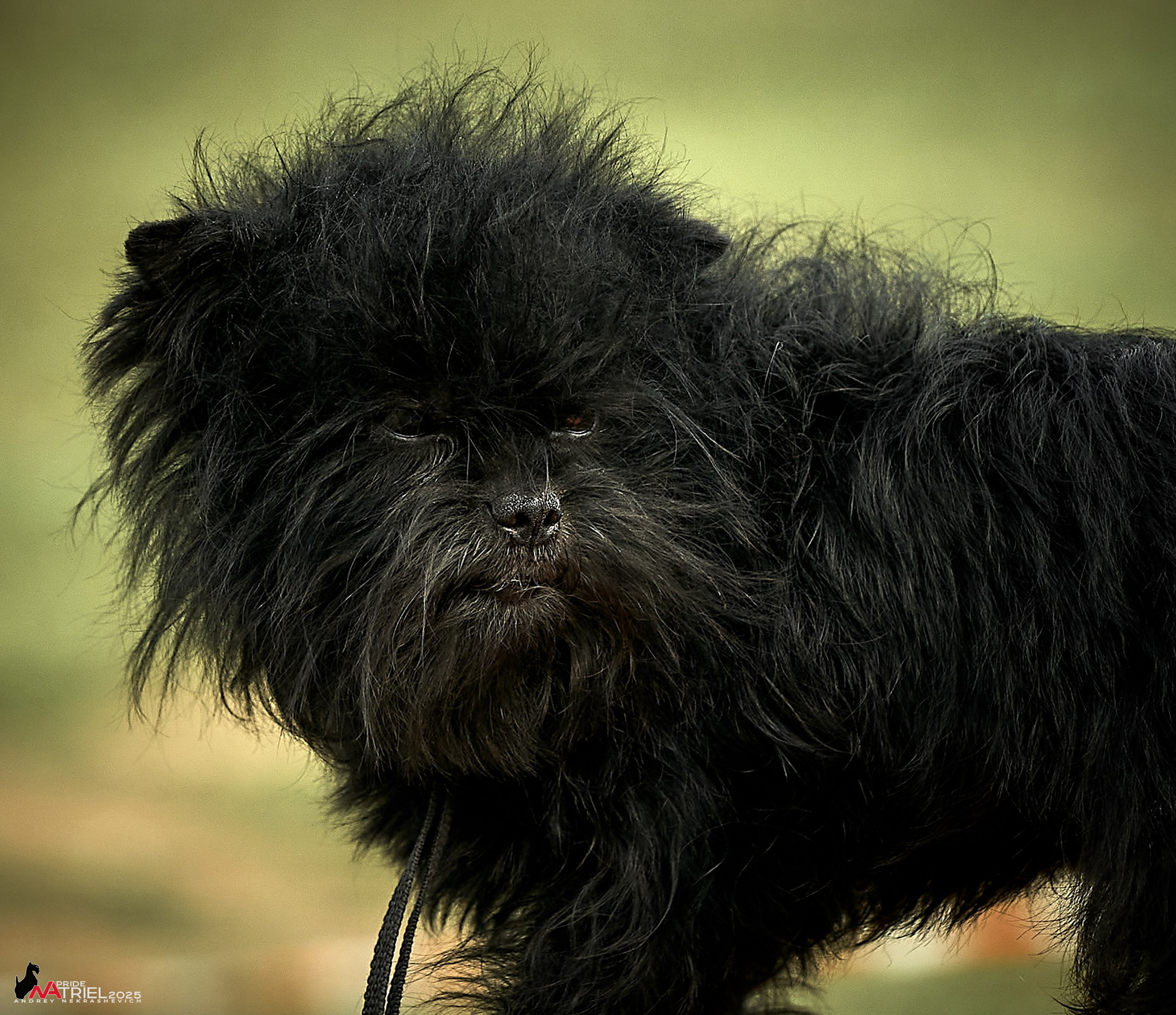 Выставка собак Суздаль-Владимир
