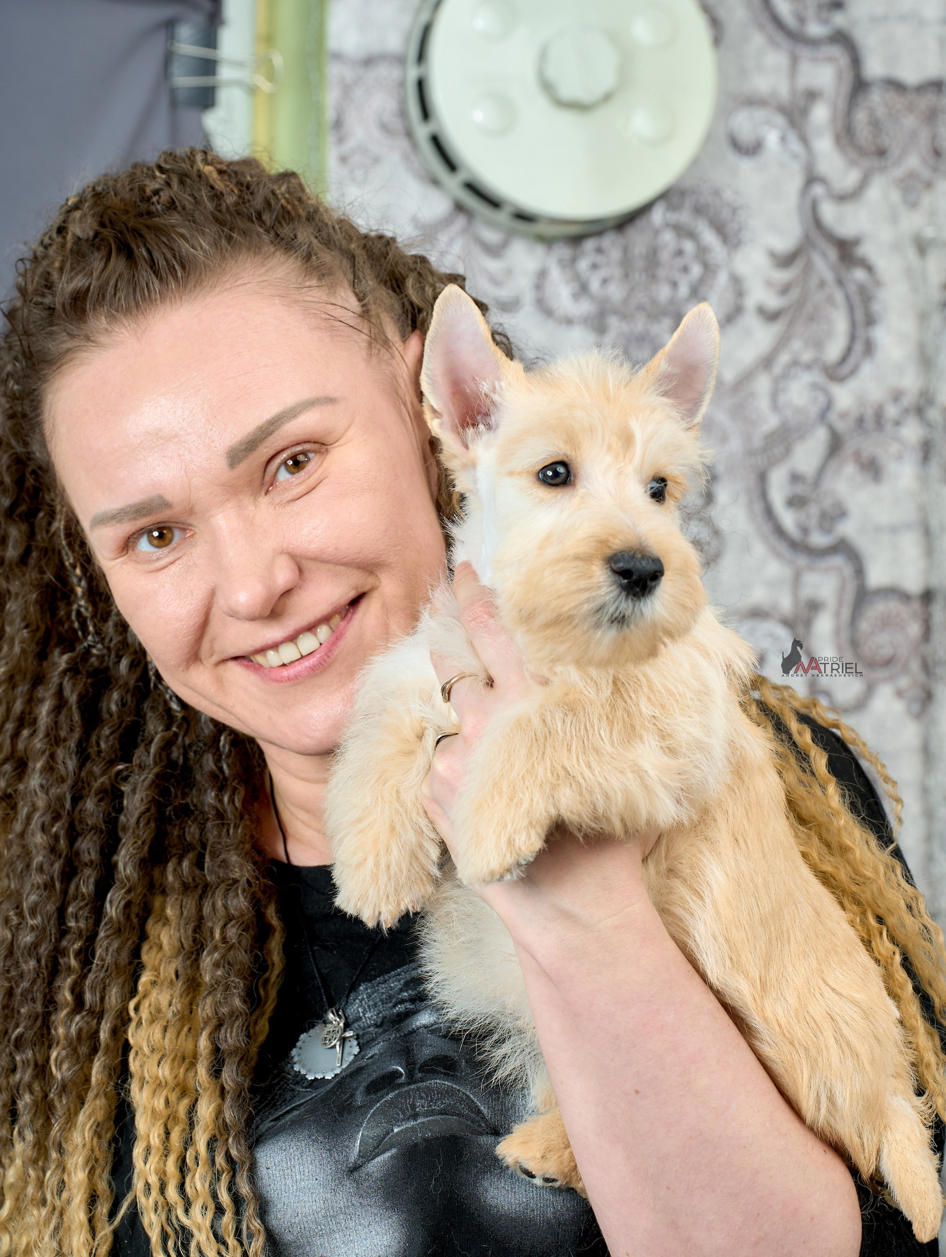 Съемка щенков скотч-терьеров