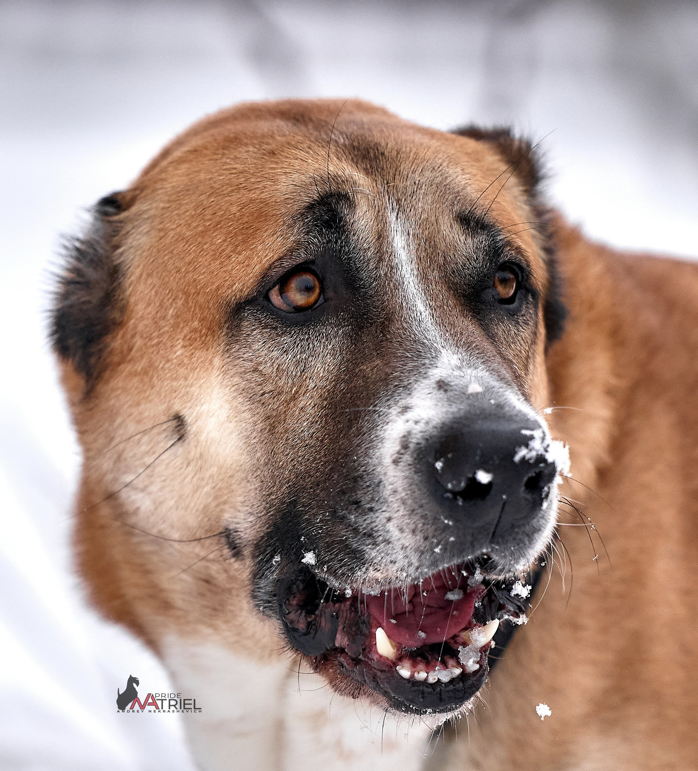 Портреты собак — галерея NATRIEL