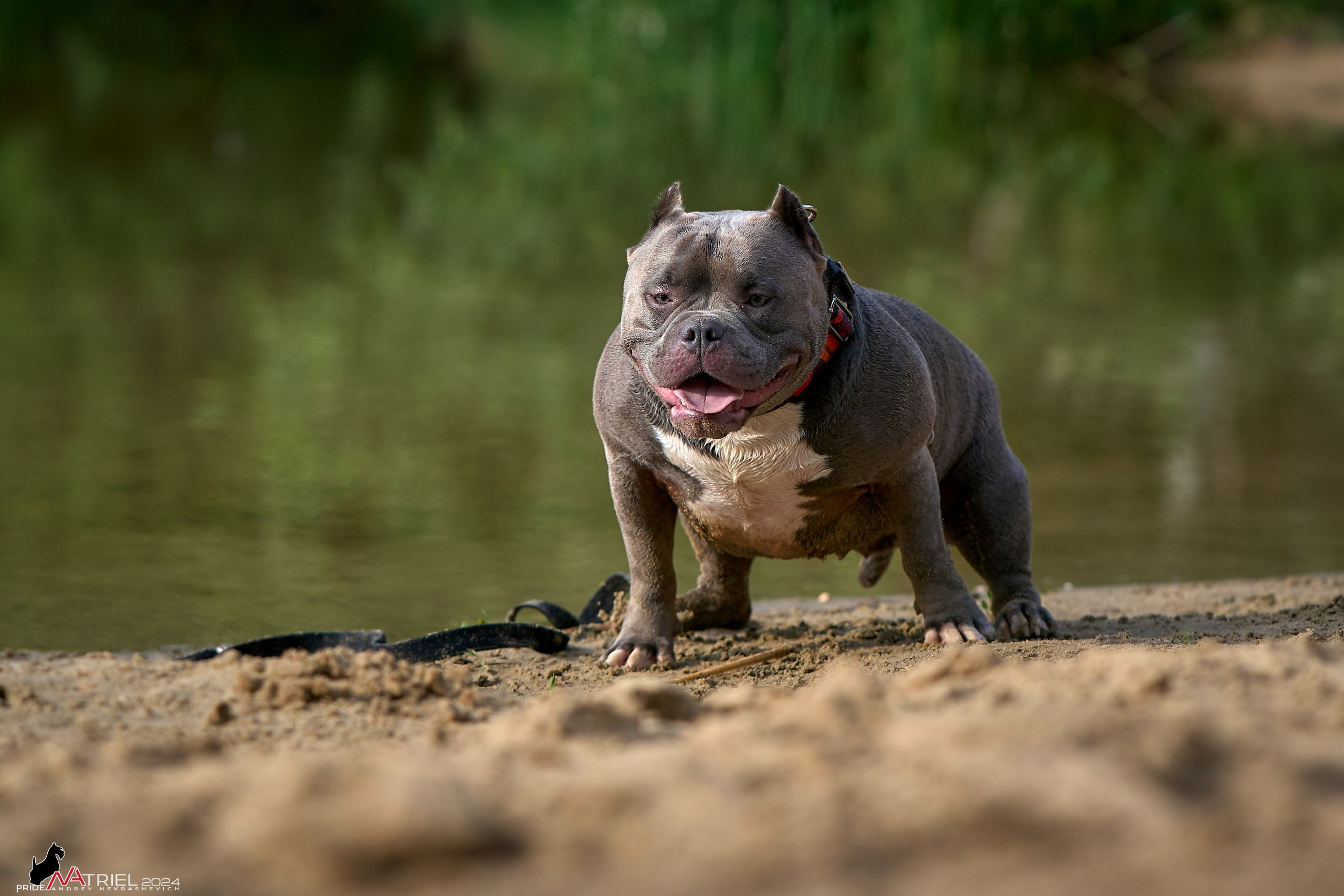Фотопрогулка с булли