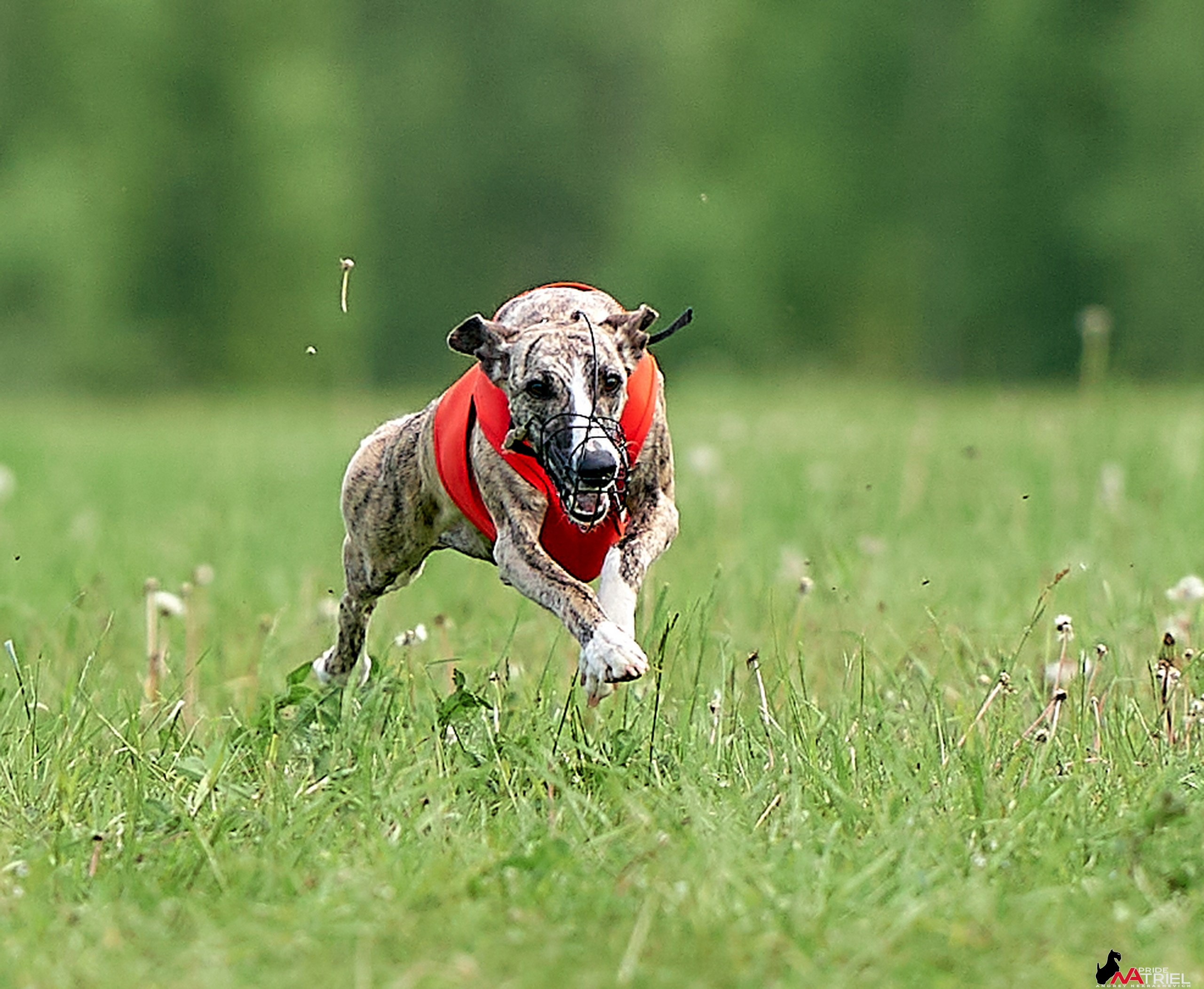 Съемка курсинг — галерея NATRIEL