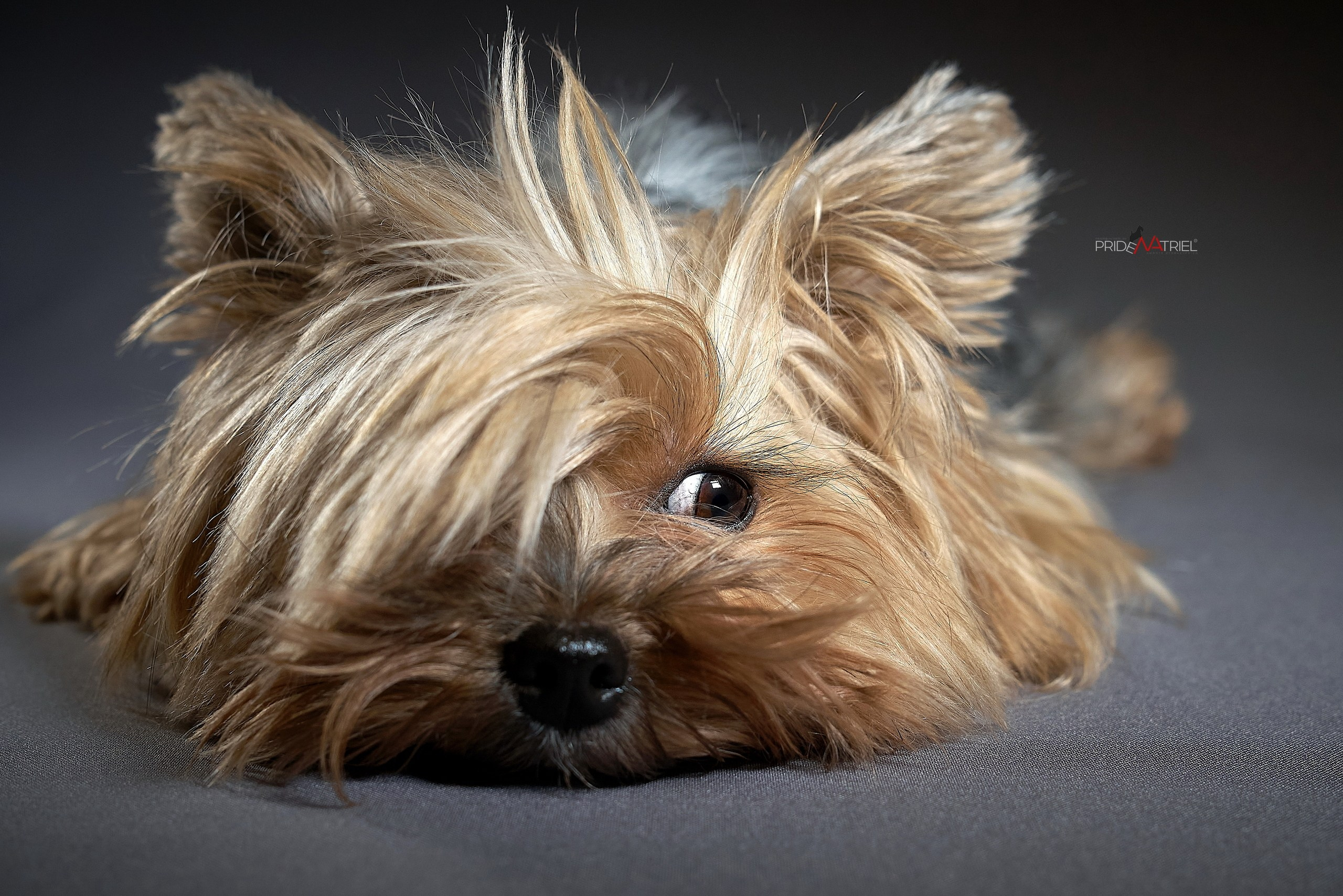 Портреты собак — галерея NATRIEL