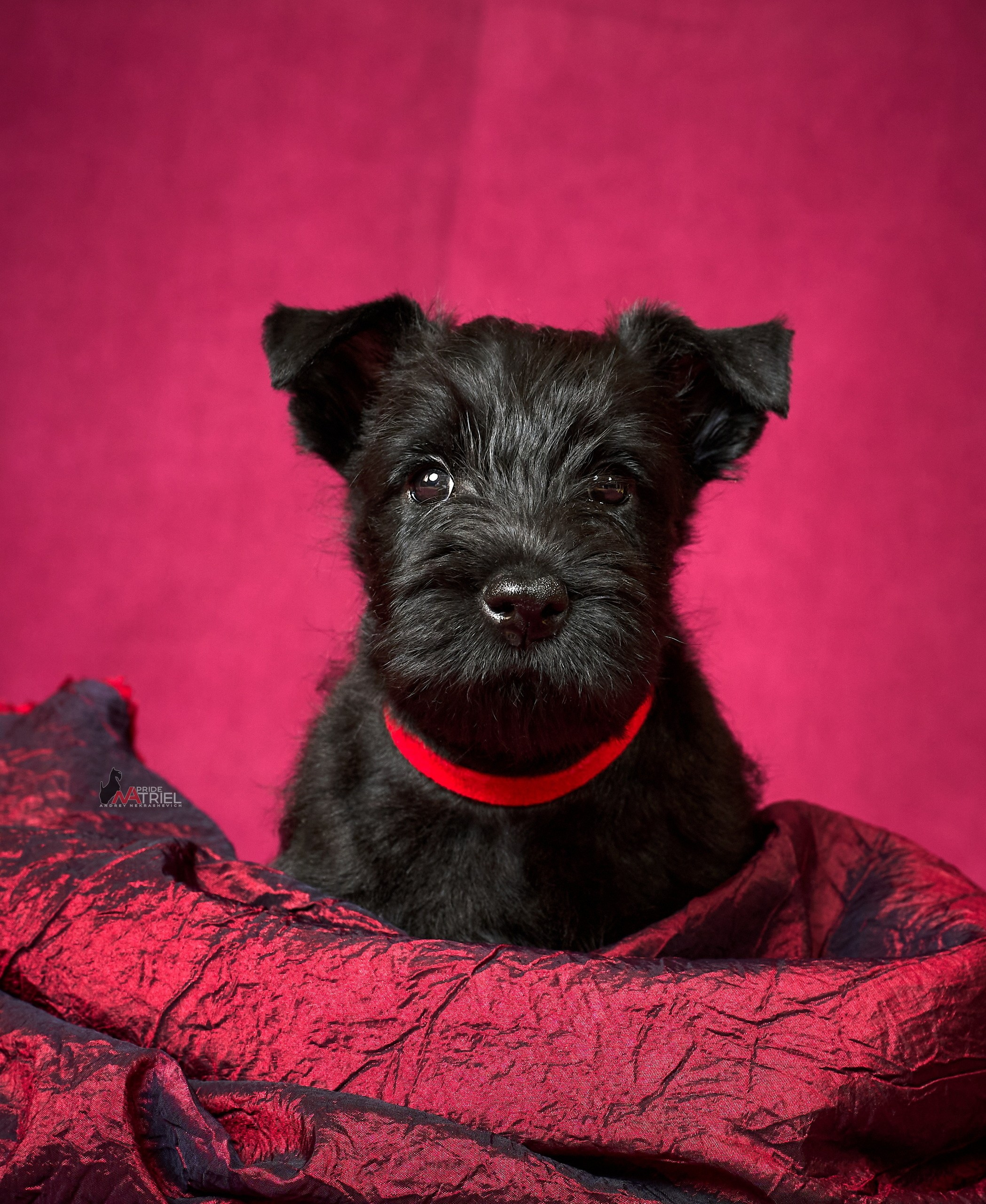 Щенки дома — галерея NATRIEL