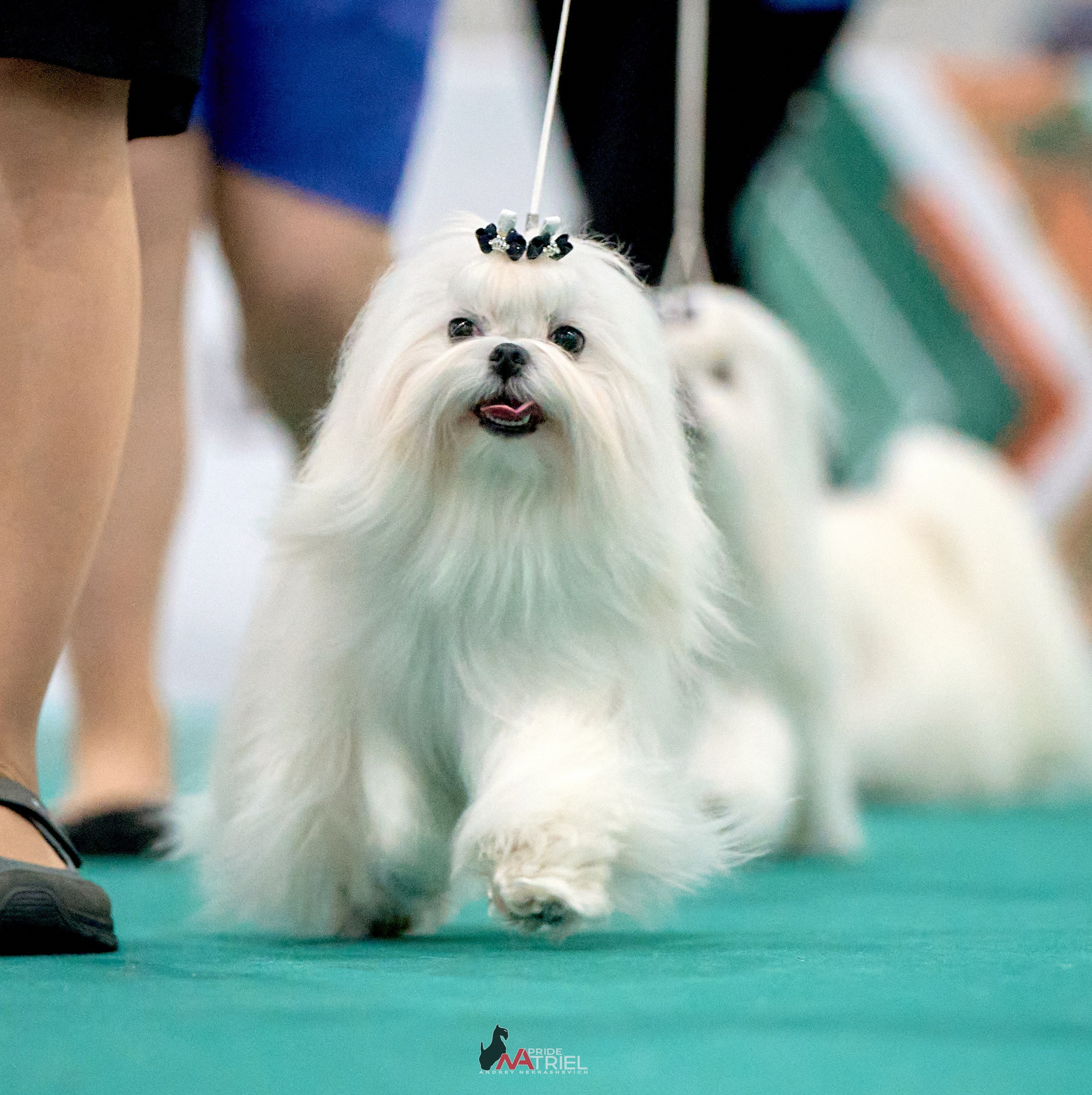 Работа в рингах — галерея NATRIEL