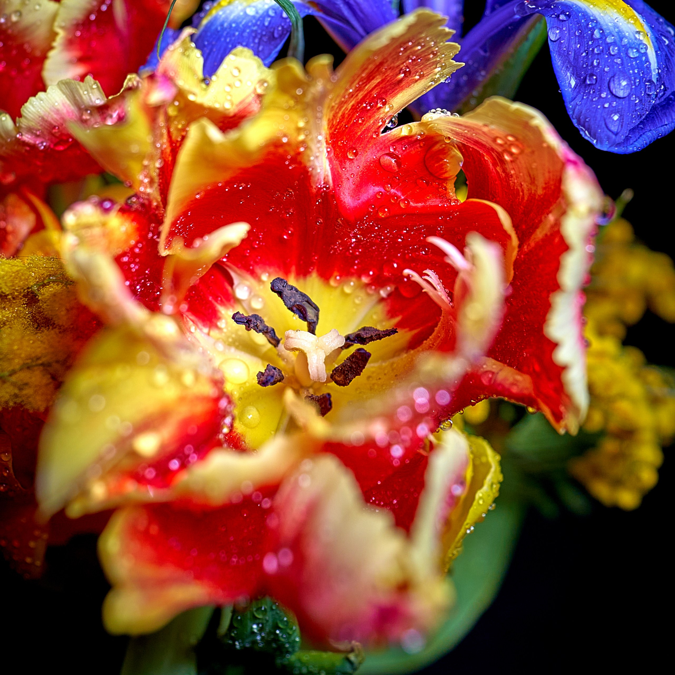 Лютики-цветочки — галерея NATRIEL