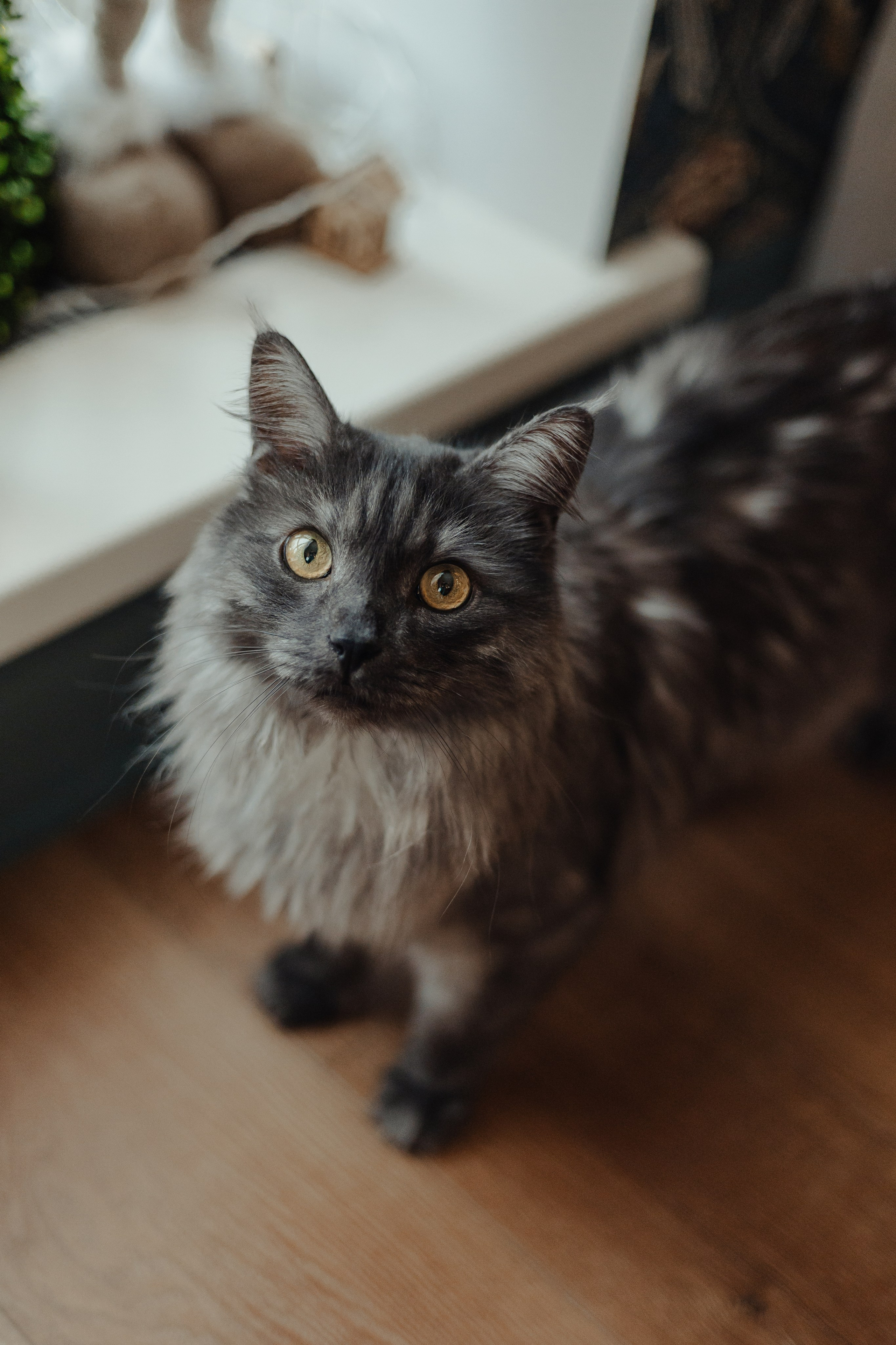 Алина, Илья и их хвосты. Фотограф Анималист Екатерина Справцева в Нижнем Новгороде