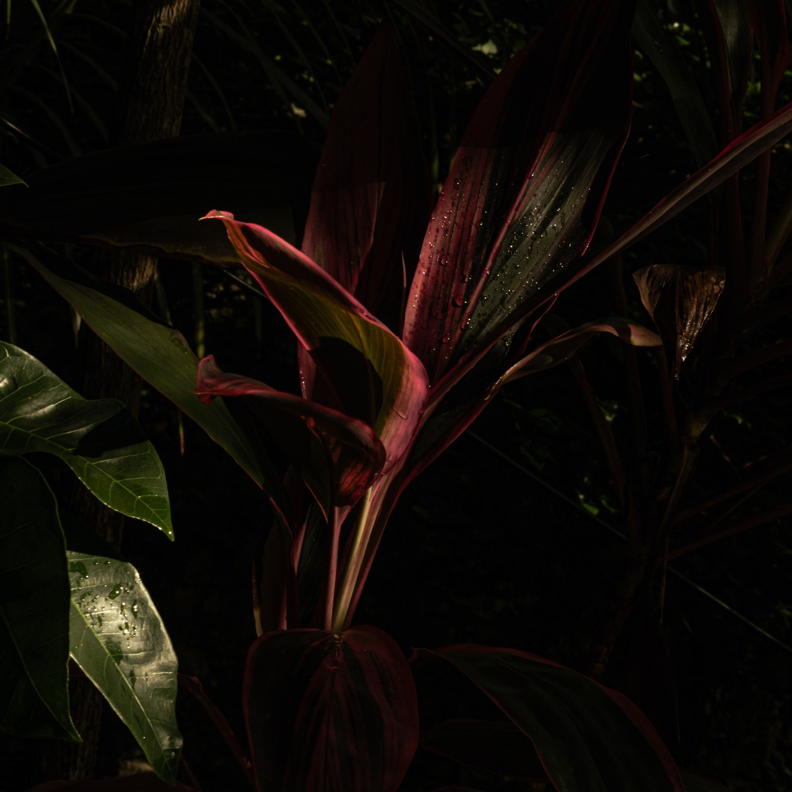 Momotus Azul. Margarita Rodionova — a contemporary lens-based artist currently working in Cancun, Mexico