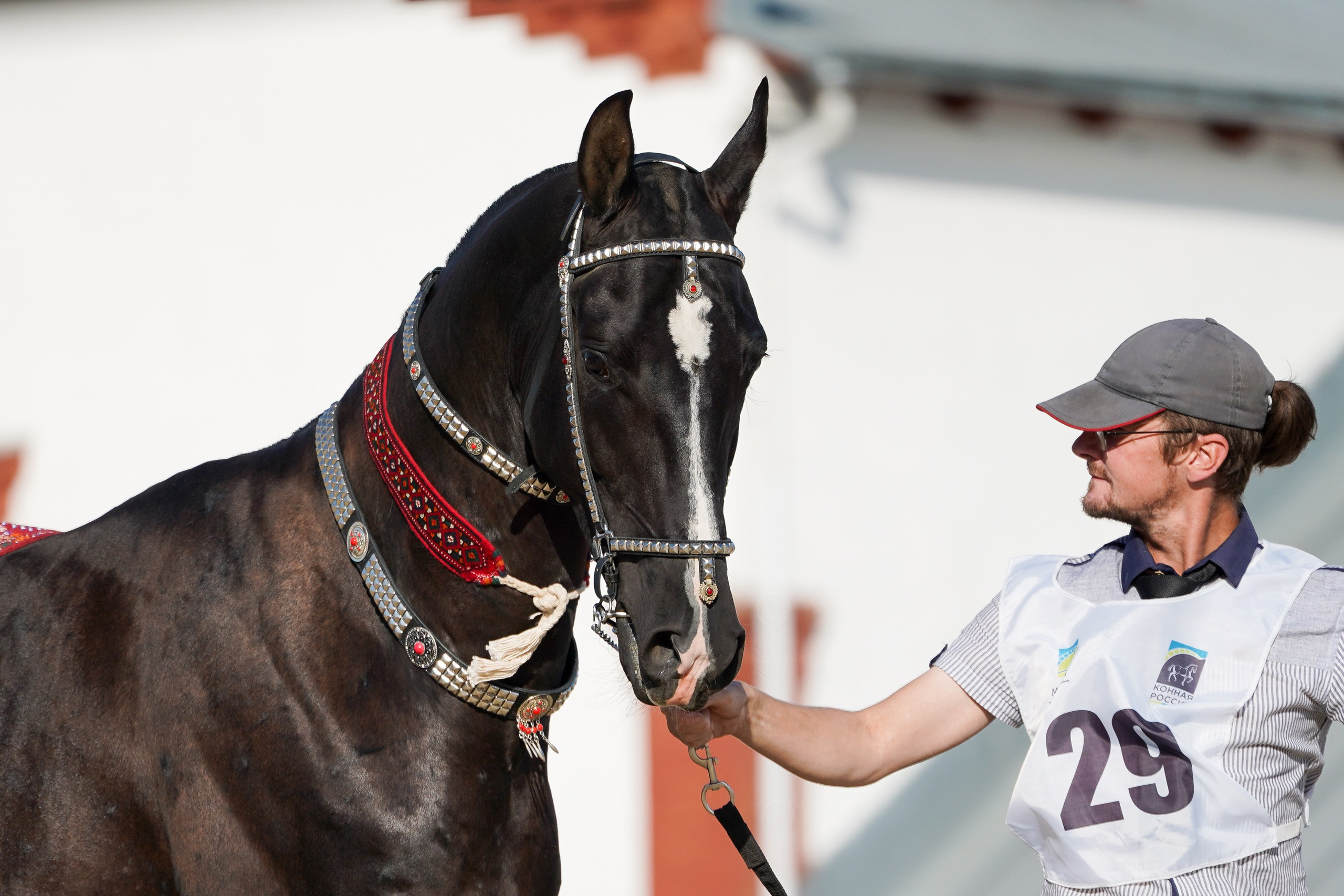 Чемпионат лошадей чистокровной ахалтекинской породы «КУБОК РОССИИ — 2024». Фотограф-анималист, портретный фотограф в Чебоксарах Мария Садыкова