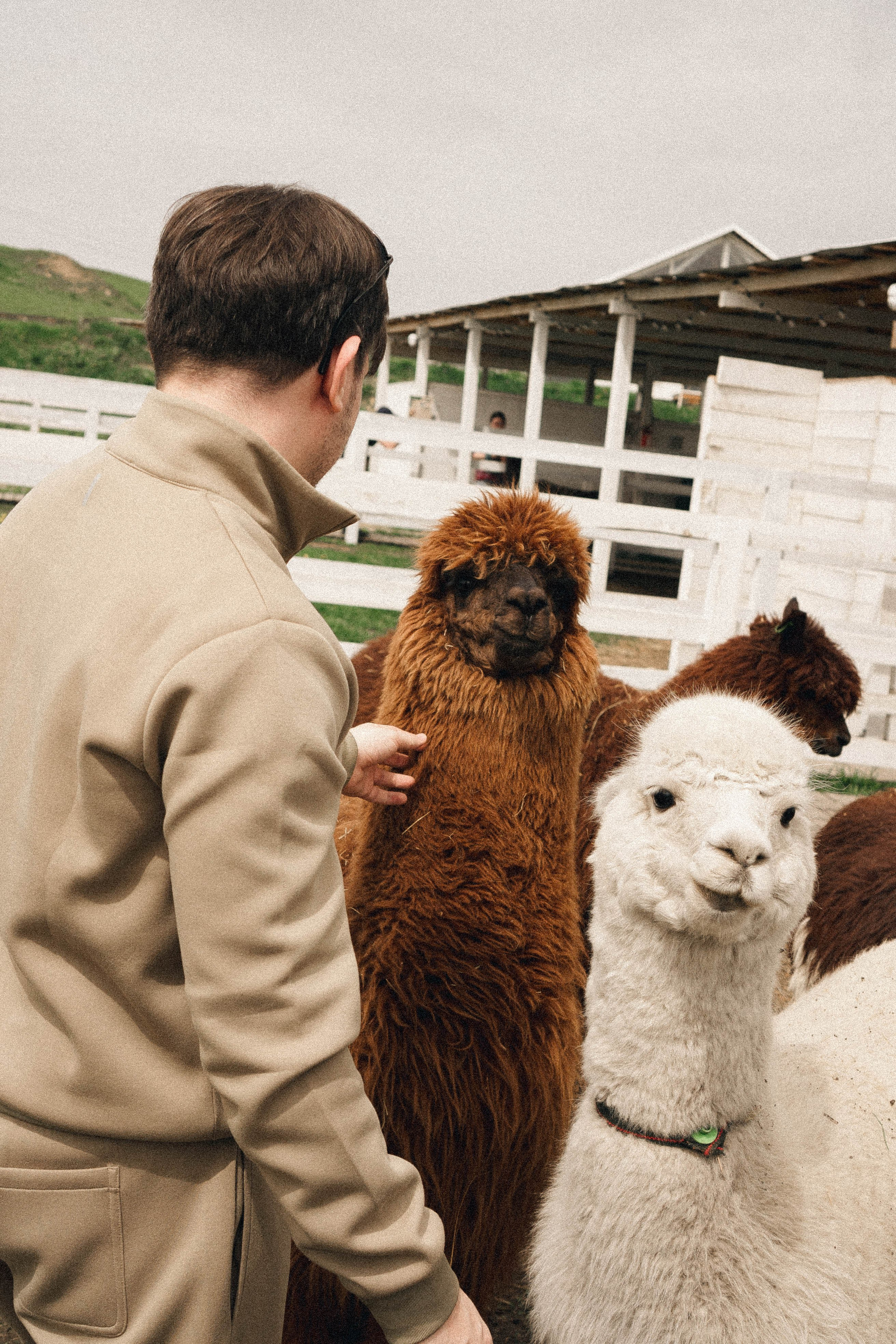 Ферма Альпак. Профессиональный фотограф, Санкт-Петербург — Виктория Богомолова