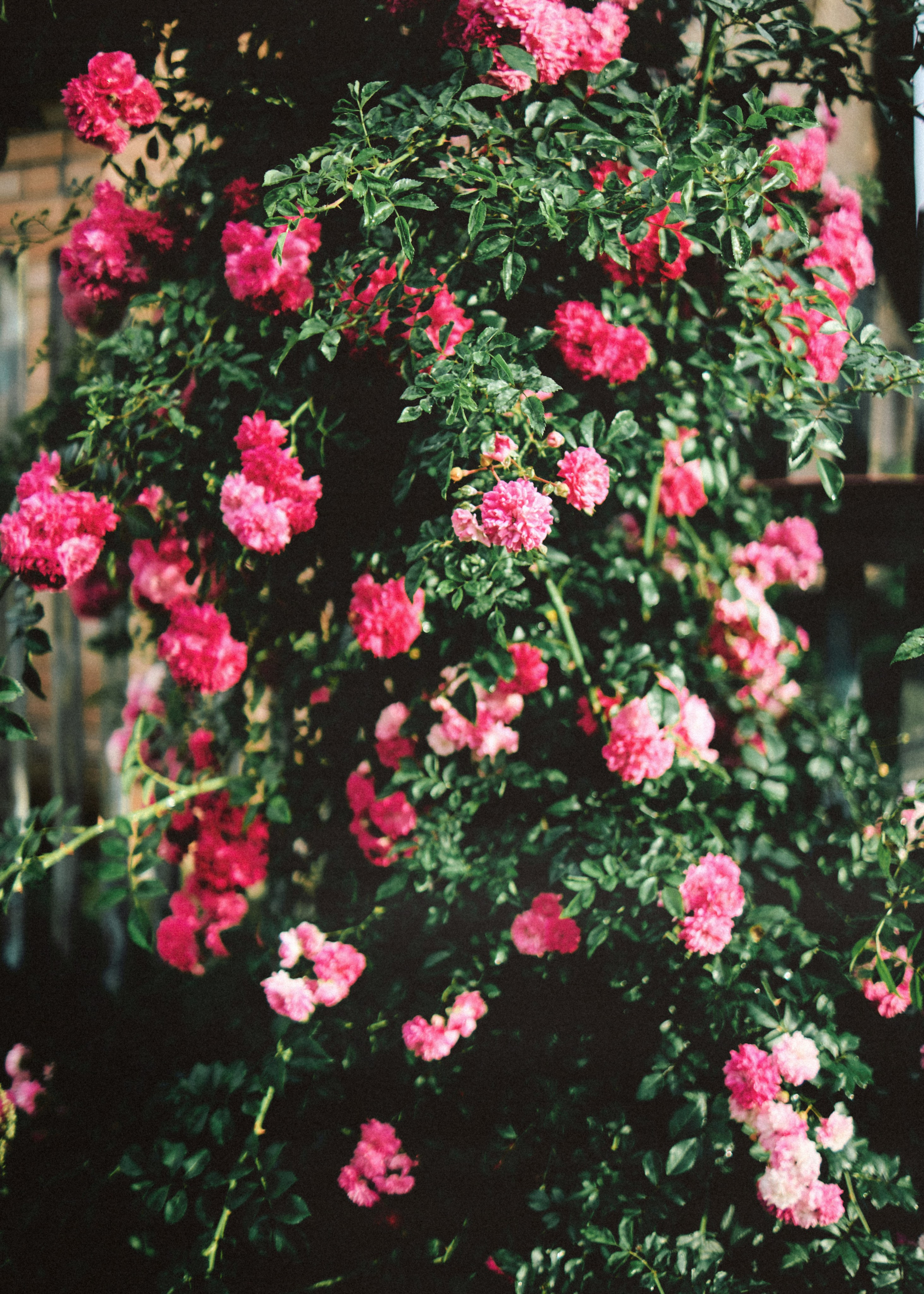 Банда. SHILOVA PHOTO. Шилова Екатерина. Фотограф. Москва