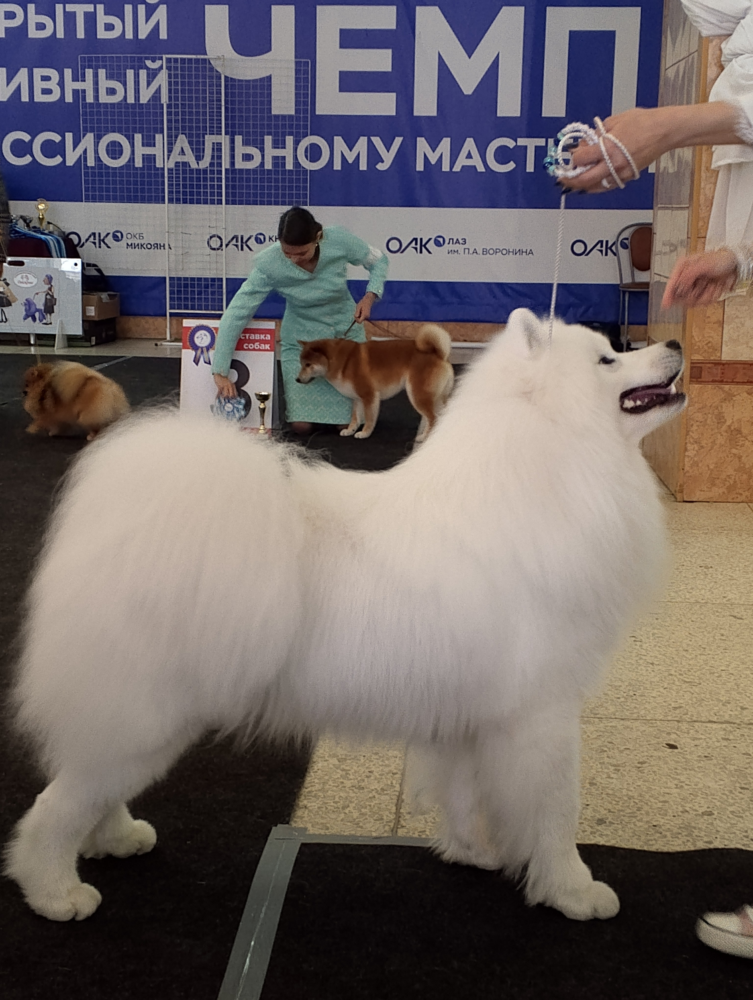 RAFAEL BELOE ZOLOTO SIBIRI. Самоед Новосибирск