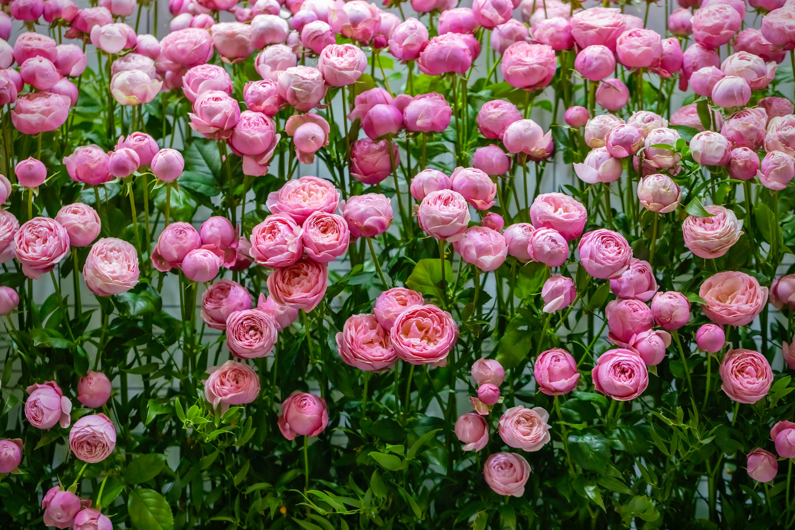 Цветы-Экспо 2023. Фотосессии и репортаж — Фотограф в Москве — Рина Серёгина