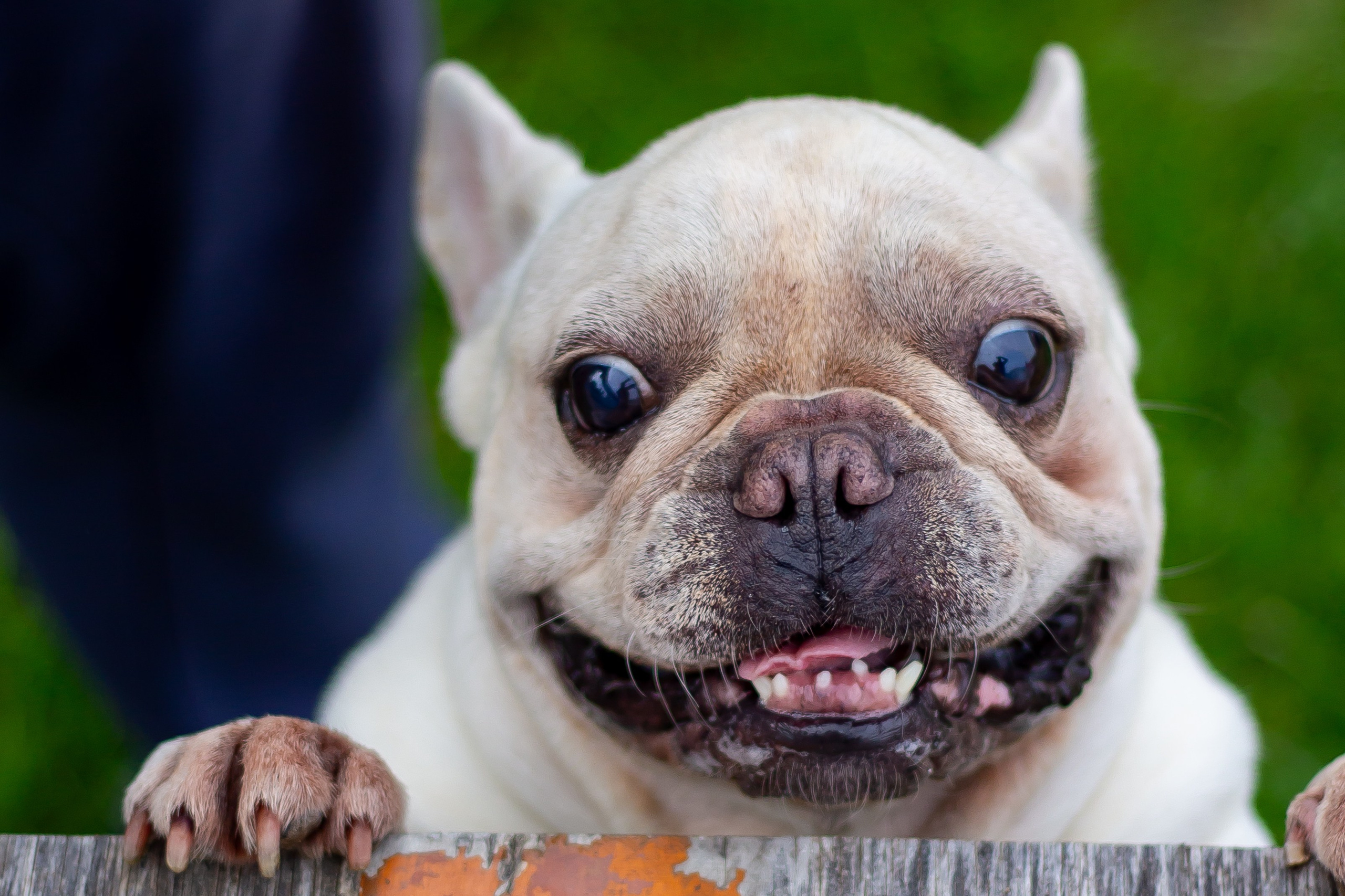 Собачья жизнь — Зоогостиница «Счастливые мечтатели». Фотограф • Орехово-Зуево • Балашиха • TEFO