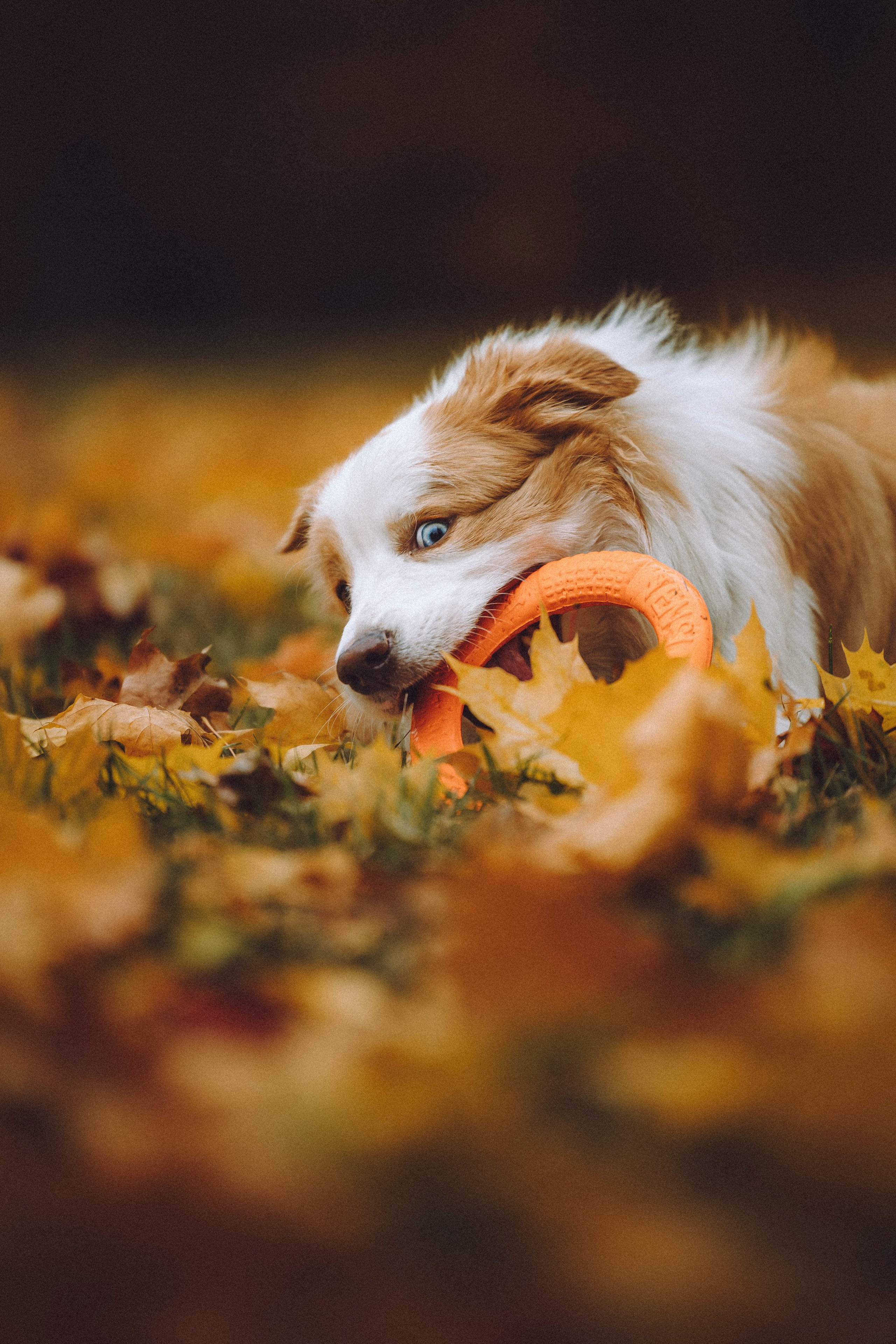 Алина, Витя и Асти