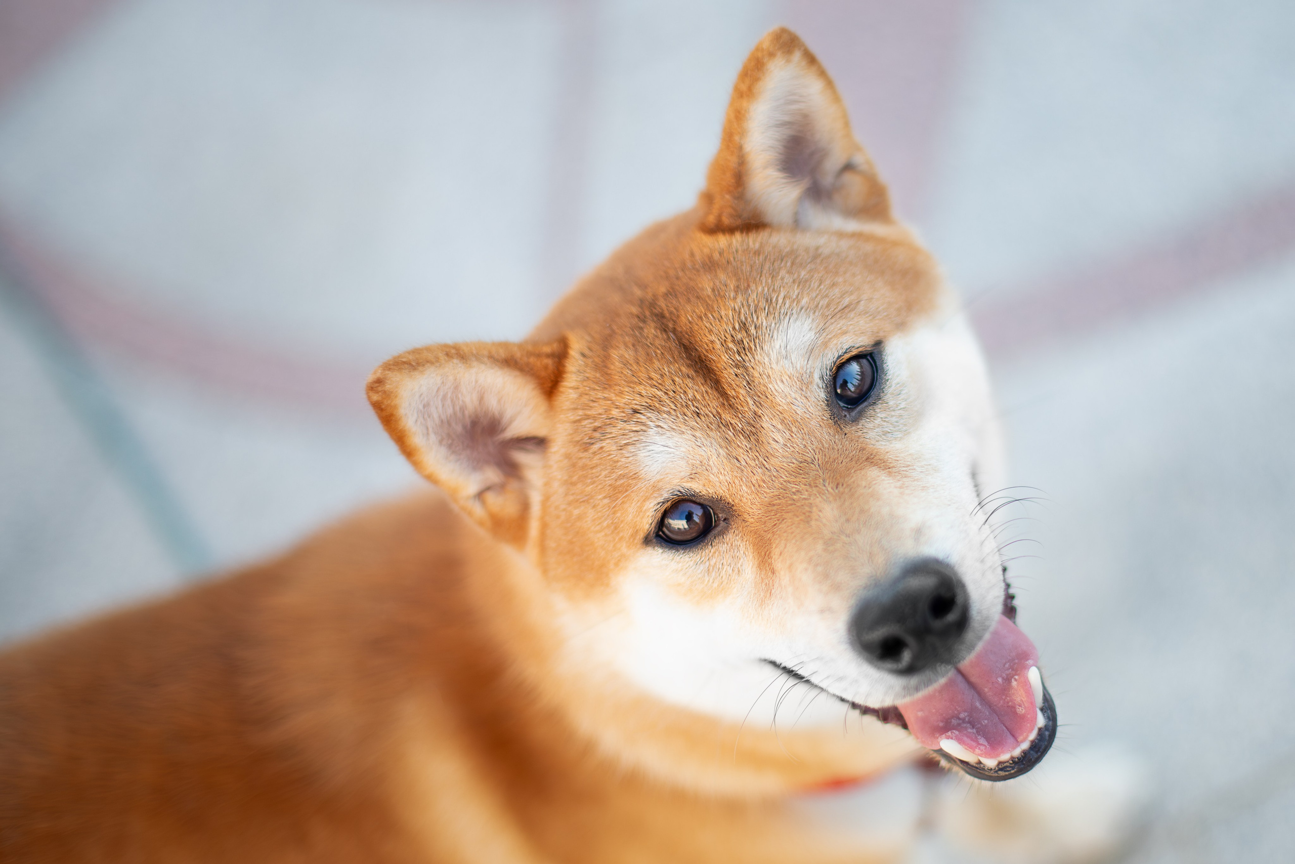 Митсоу, Сиба-Ину. Ирина Голомб|Фотограф-анималист в  Сочи и Калининграде