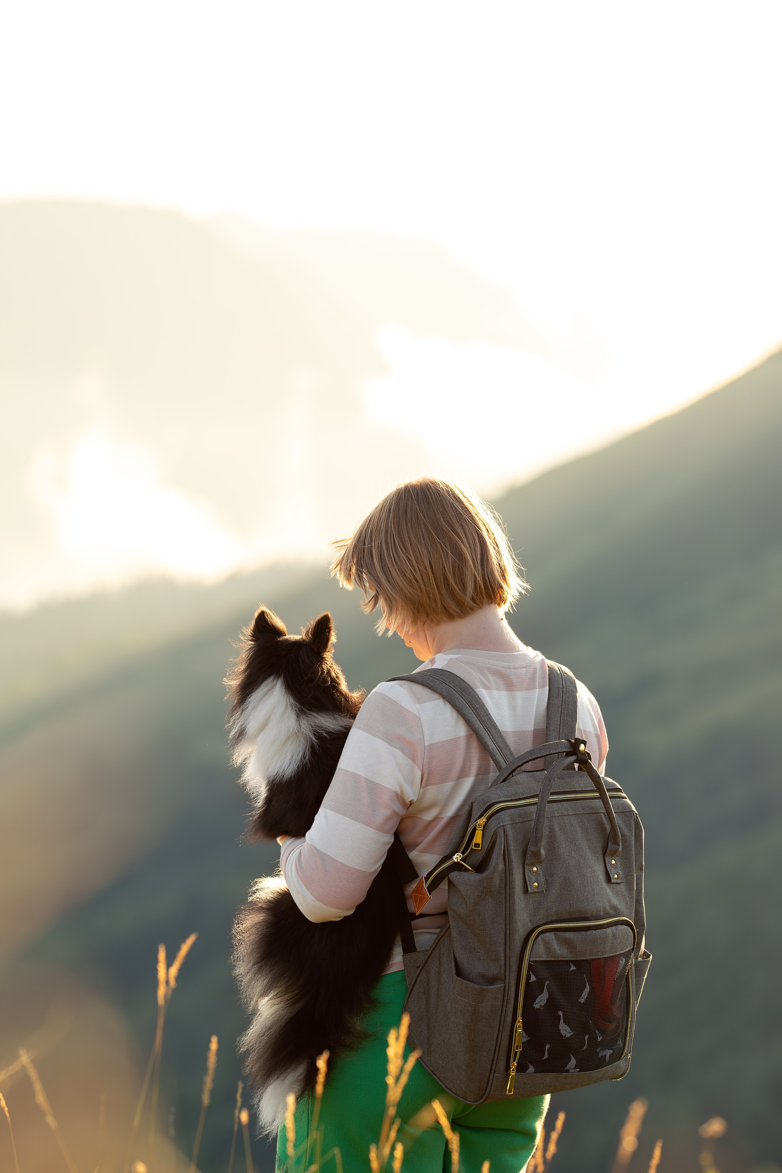 Мята, Шелти. Ирина Голомб|Фотограф-анималист в  Сочи и Калининграде