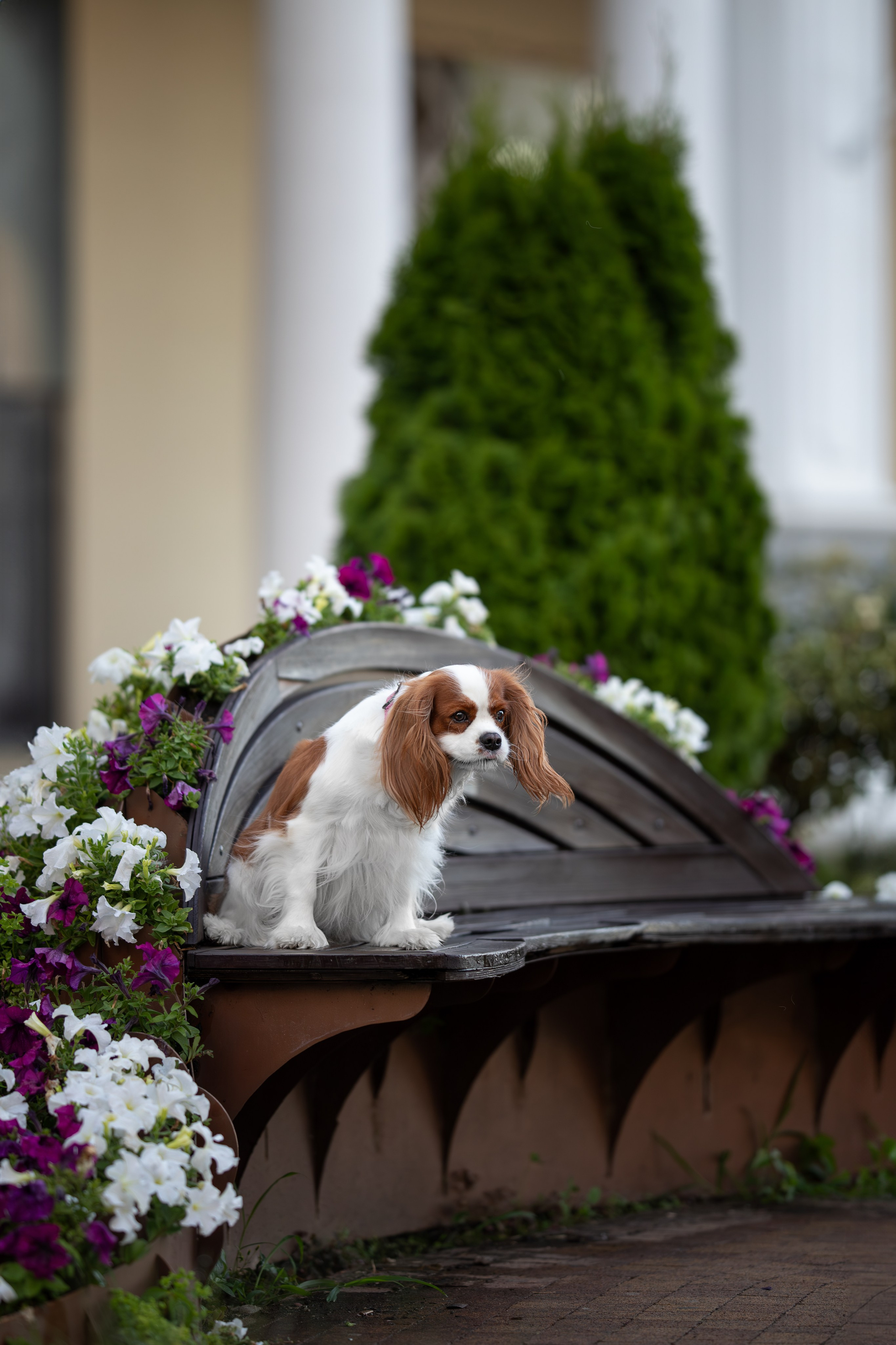 Нюша, Кавалер Кинг Чарльз Спаниель. Ирина Голомб|Фотограф-анималист в  Сочи и Калининграде