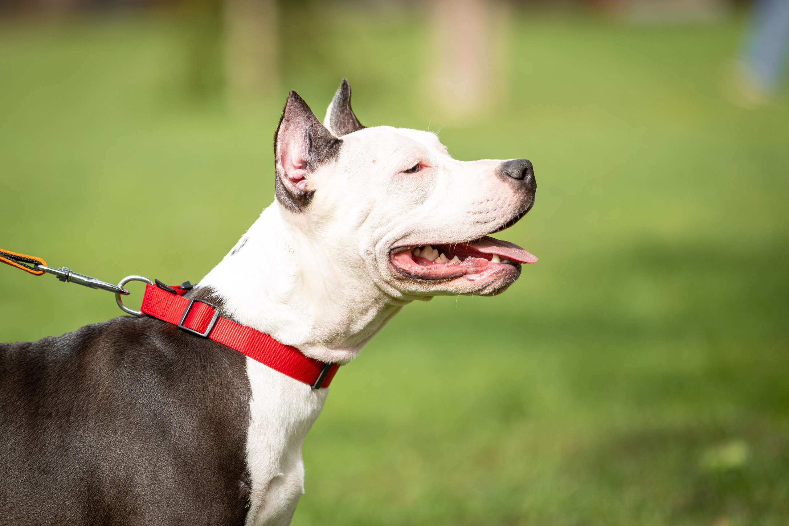 Афина и Мора, Стаффорды. Ирина Голомб|Фотограф-анималист в  Сочи и Калининграде