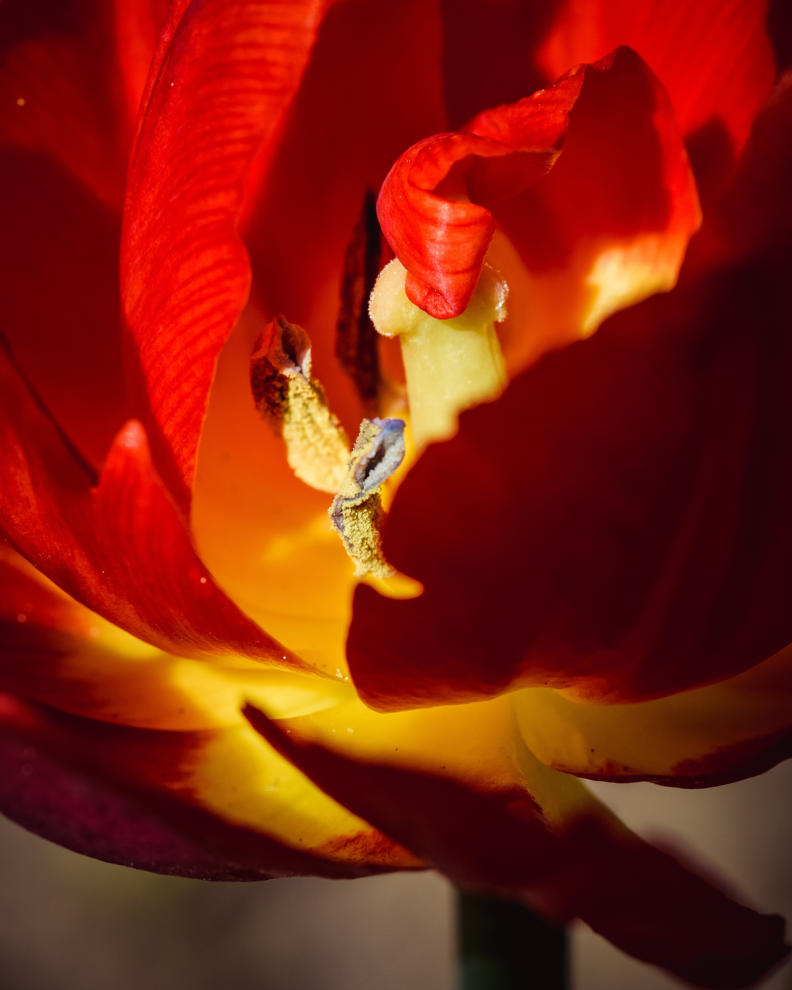 Фотографии цветов. Фотограф людей и животных в Санкт-Петербурге Марина Бурмистрова