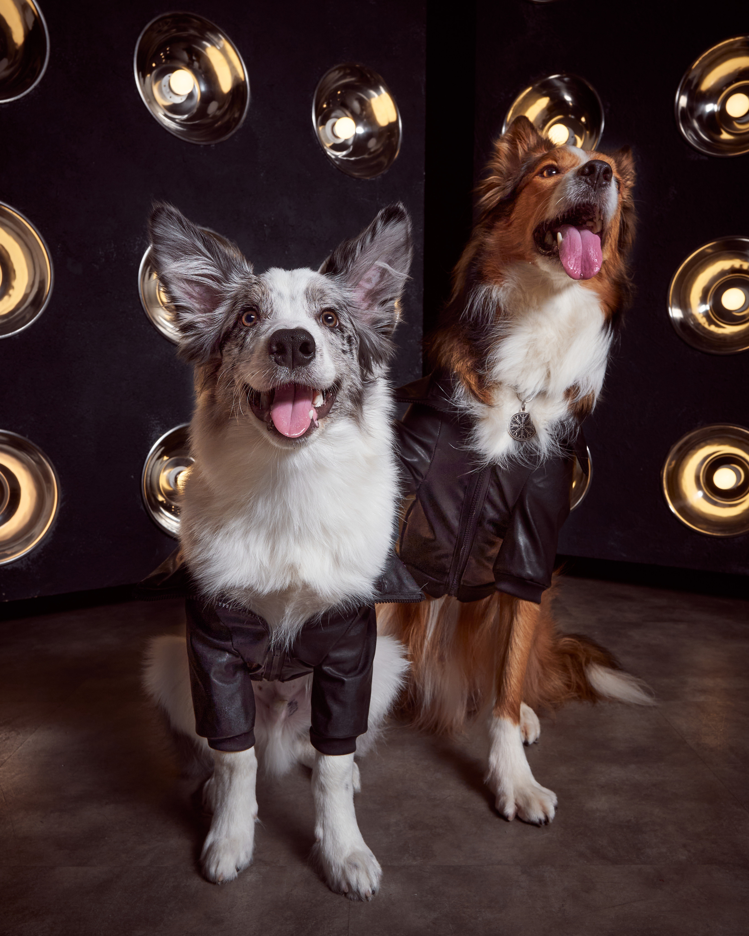 фотосессия собак в стиле рок-звезд, оригинальная фотосессия бордер-колли