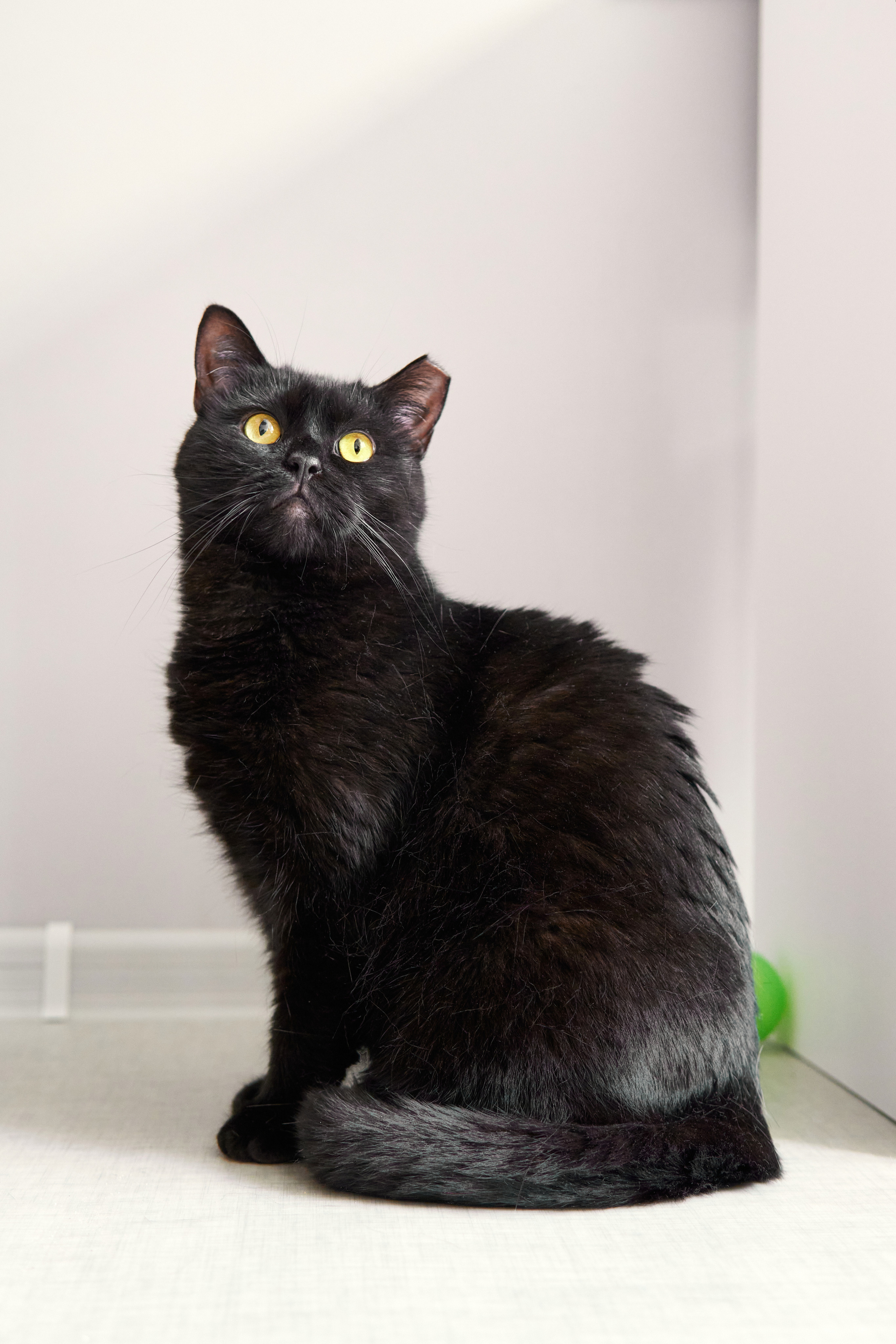 Съемка кошечки для пристройства. Фотограф людей и животных в Санкт-Петербурге Марина Бурмистрова